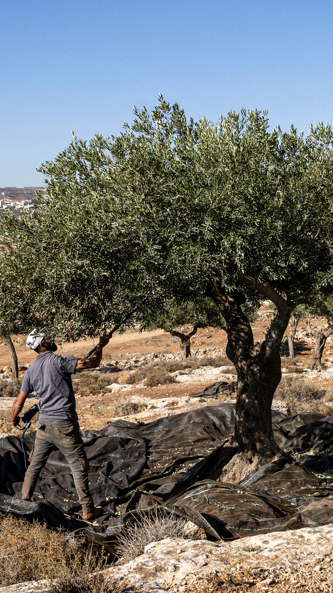 02_olivebranch_V-1700404497