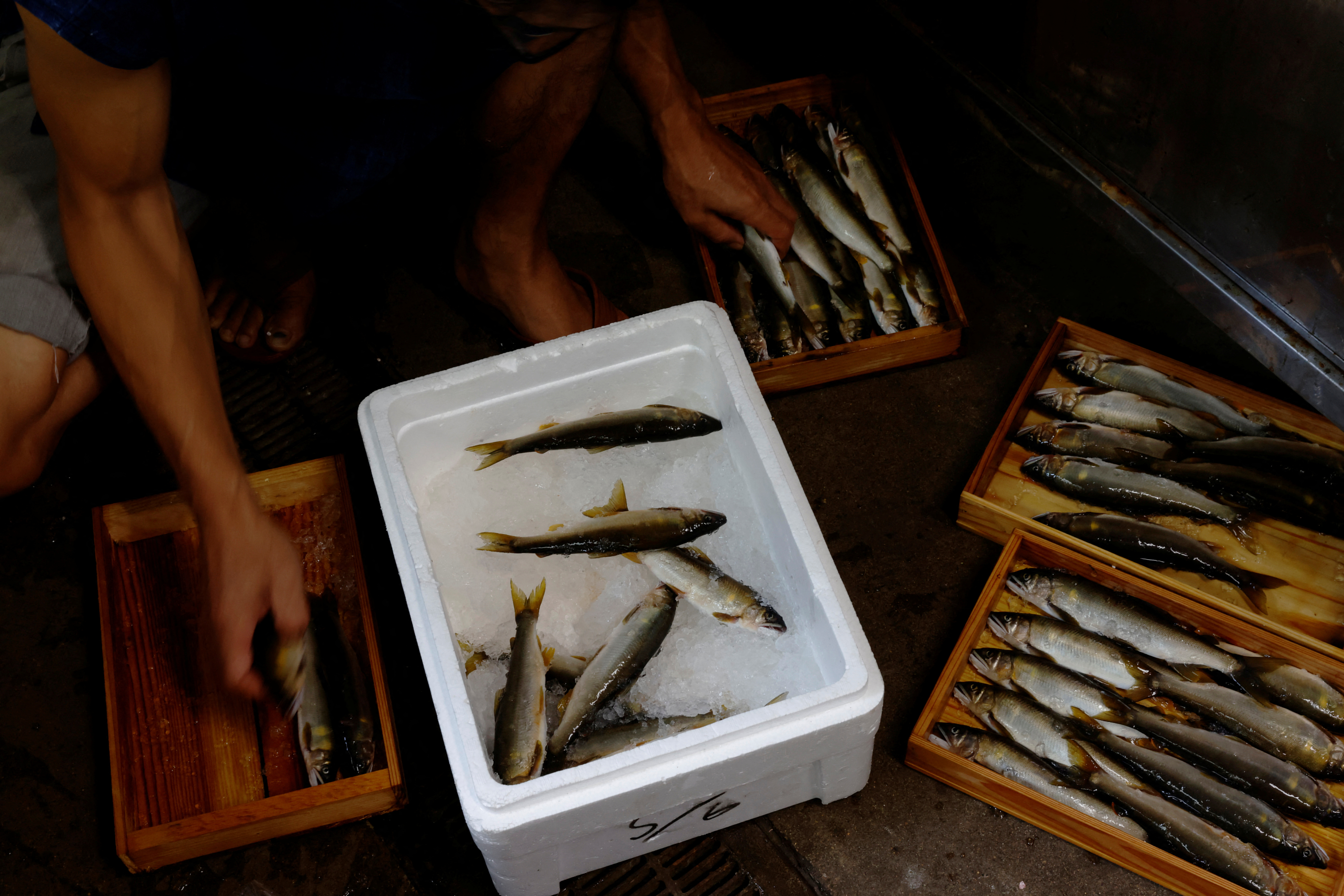 Cormorant fishing master, known as usho, Youichiro Adachi, 48, sorts ayu river fish bought from a fishmonger to serve at his traditional ryokan inn, which he runs with his mother Miwa in Oze, Seki, Japan.