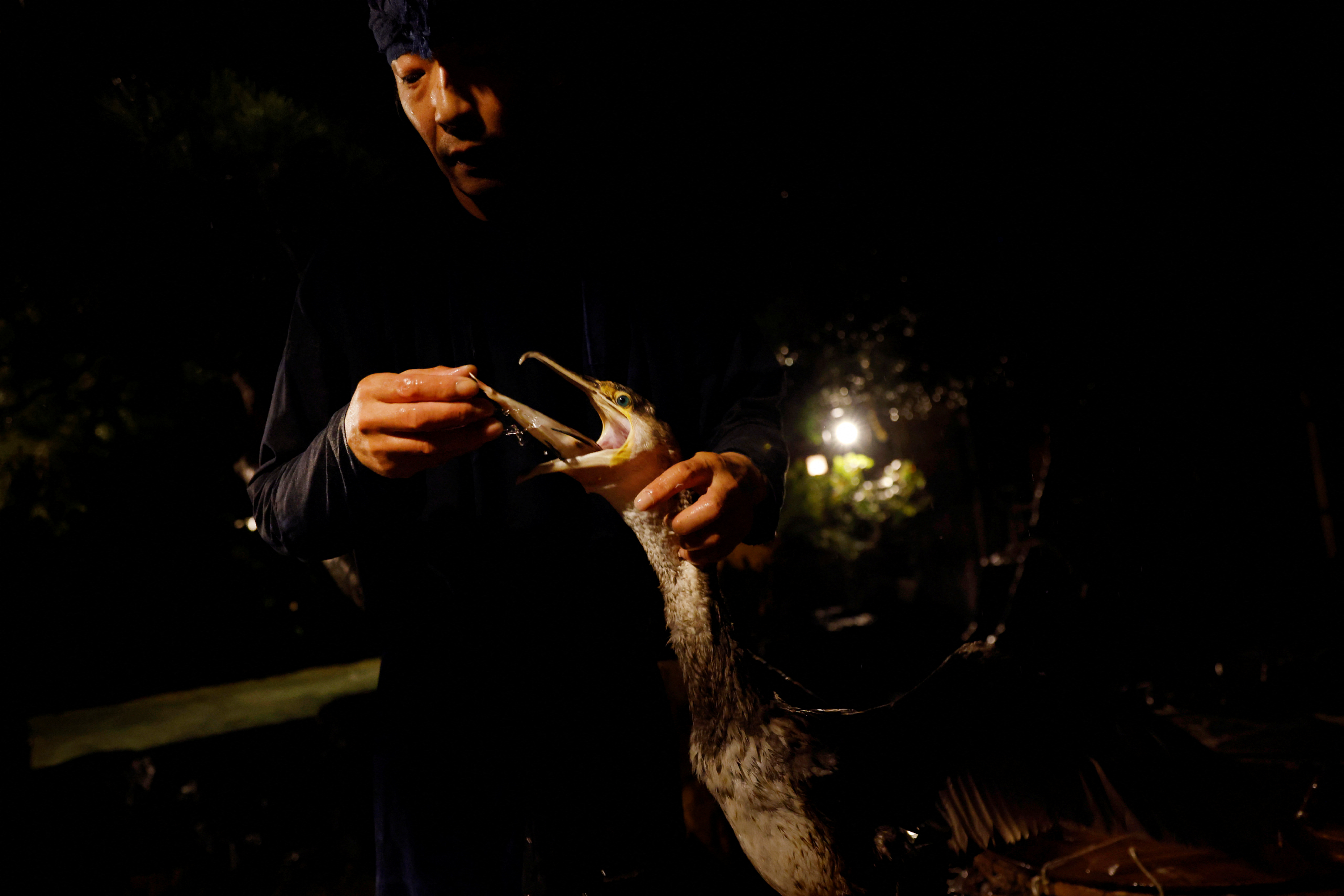 Cormorant fishing master, known as usho, Youichiro Adachi, 48, feeds a cormorant with a fish after cormorant fishing, known as ukai, at home in Oze, Seki, Japan.