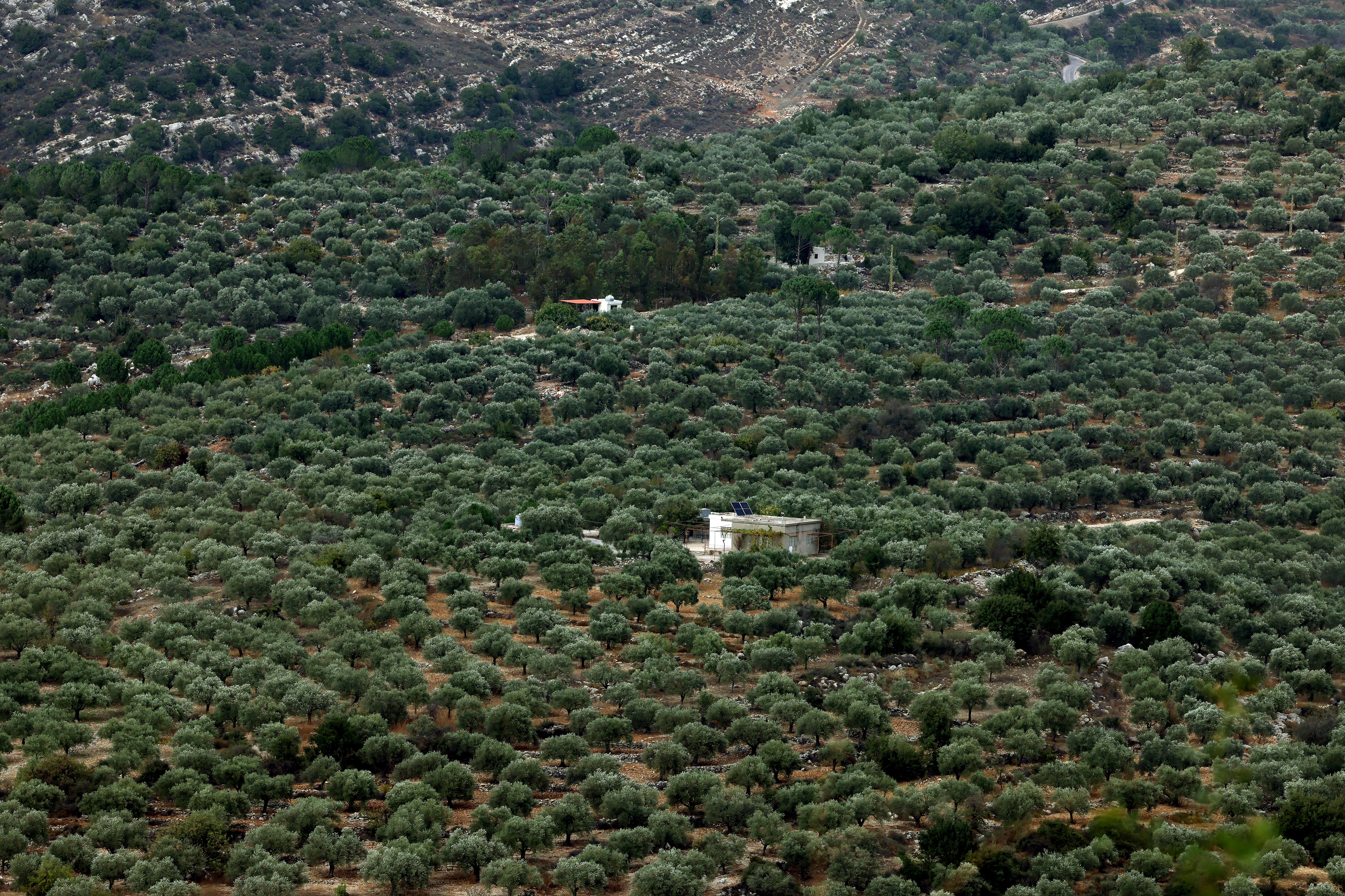 This image shows olive groves near the southern Lebanese town of Hasbaya near the border with Israel.
