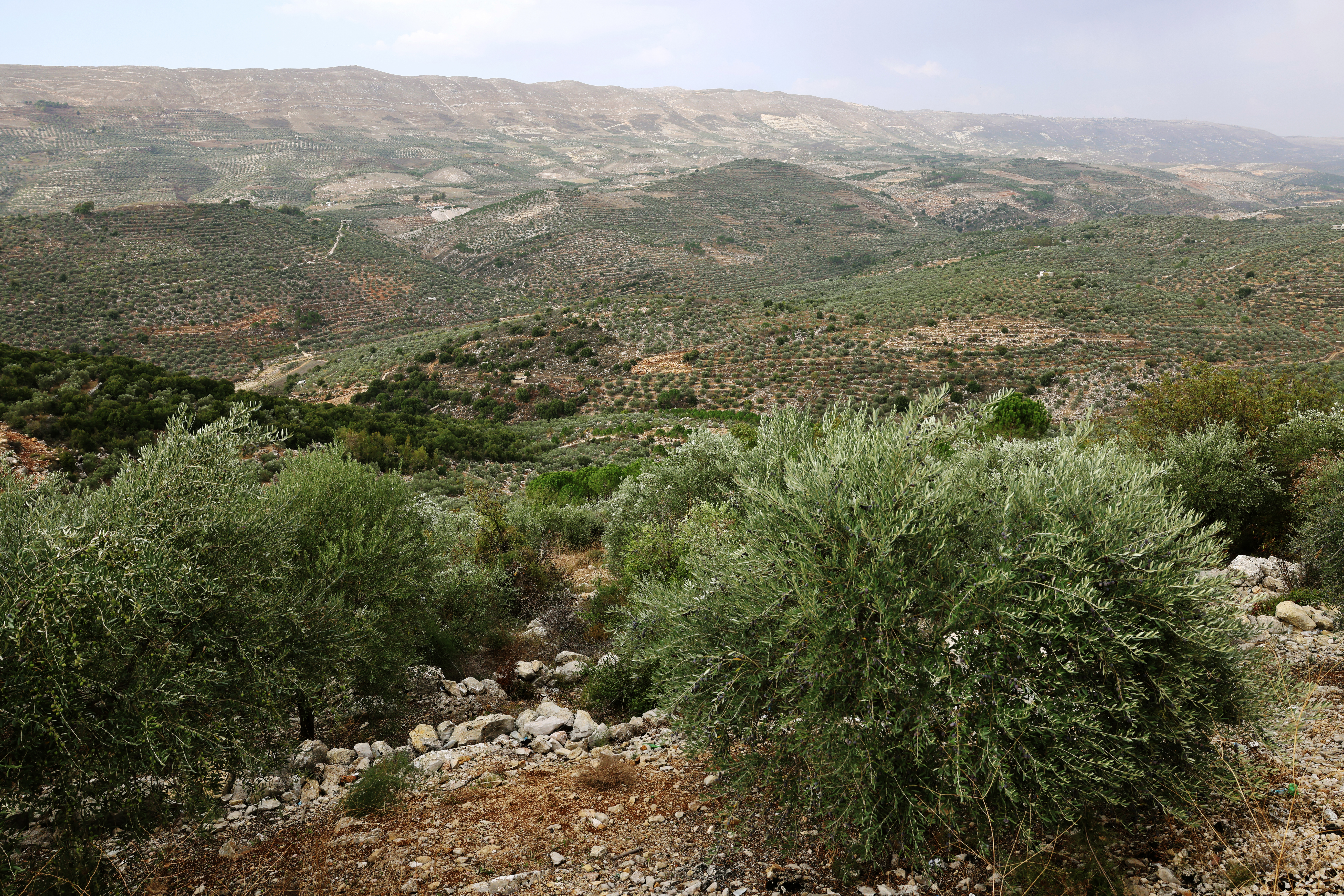 This image shows olive groves near the southern Lebanese town of Hasbaya near the border with Israel.