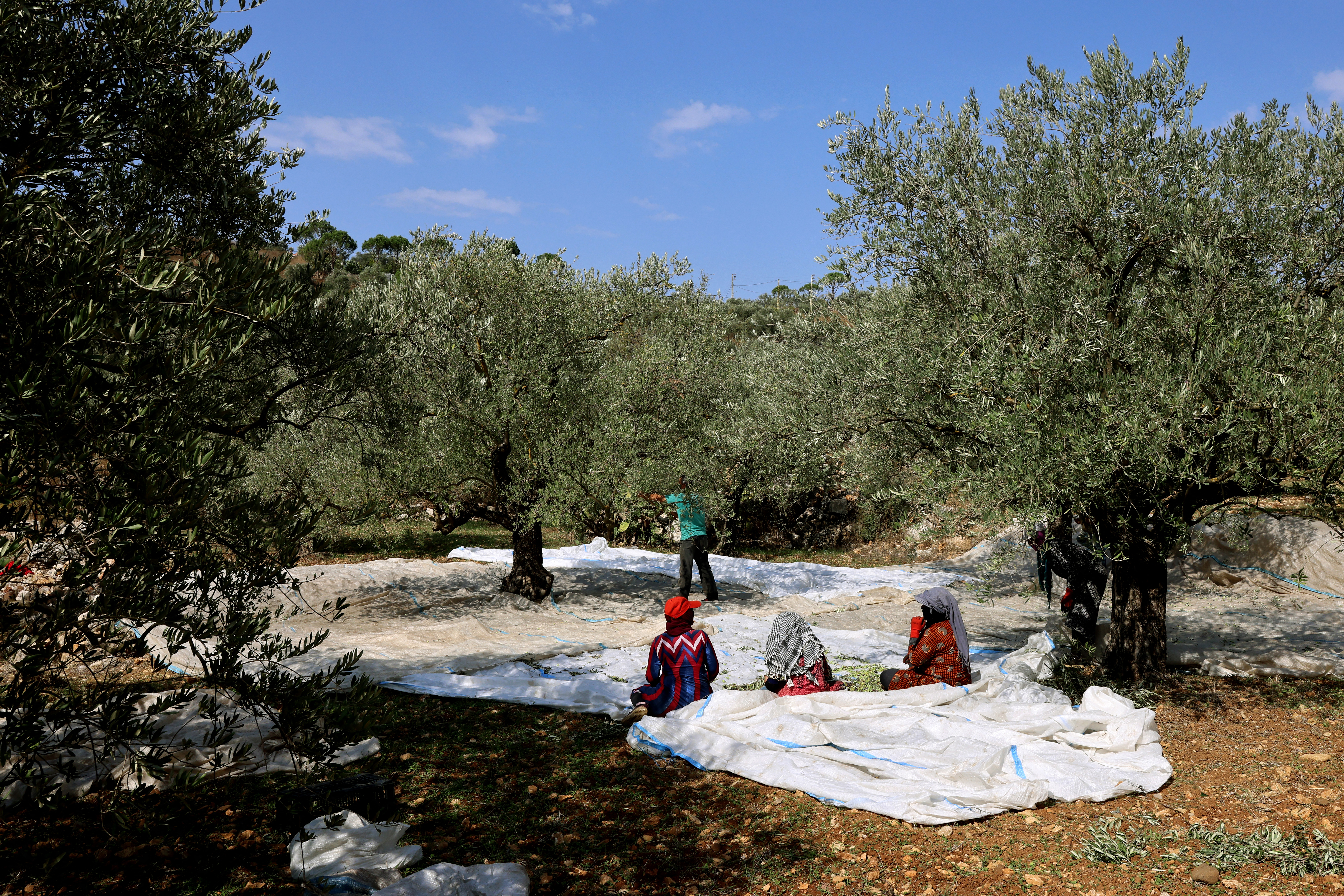 Farmers harvest olives near the southern Lebanese town of Hasbaya near the border with Israel.