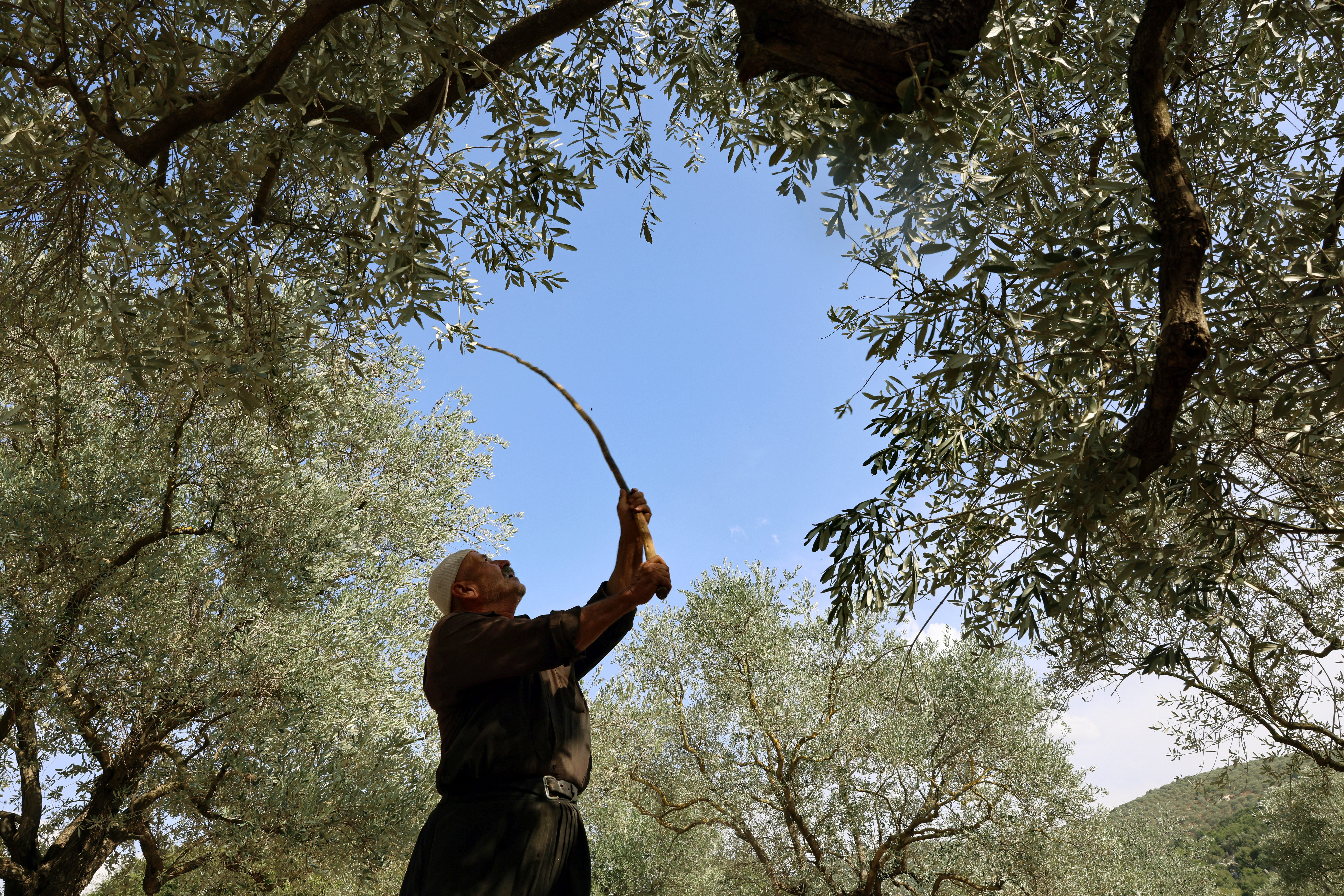 Farmer Hussein Shaheen harvests olives near the southern Lebanese town of Hasbaya near the border with Israel.