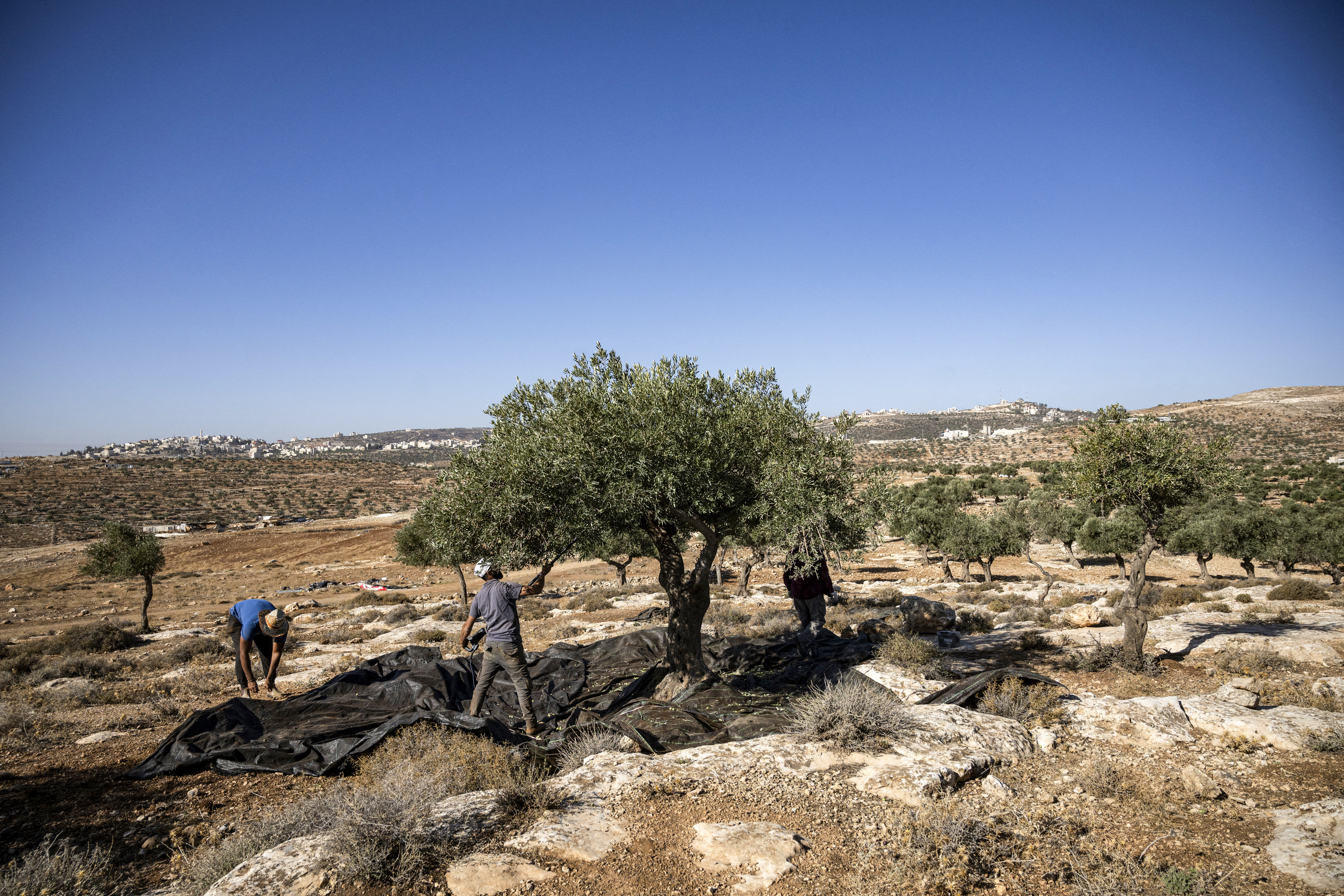 A Palestinian man shakes an olive tree during the harvest season at a grove outside Ramallah in the occupied West Bank.
