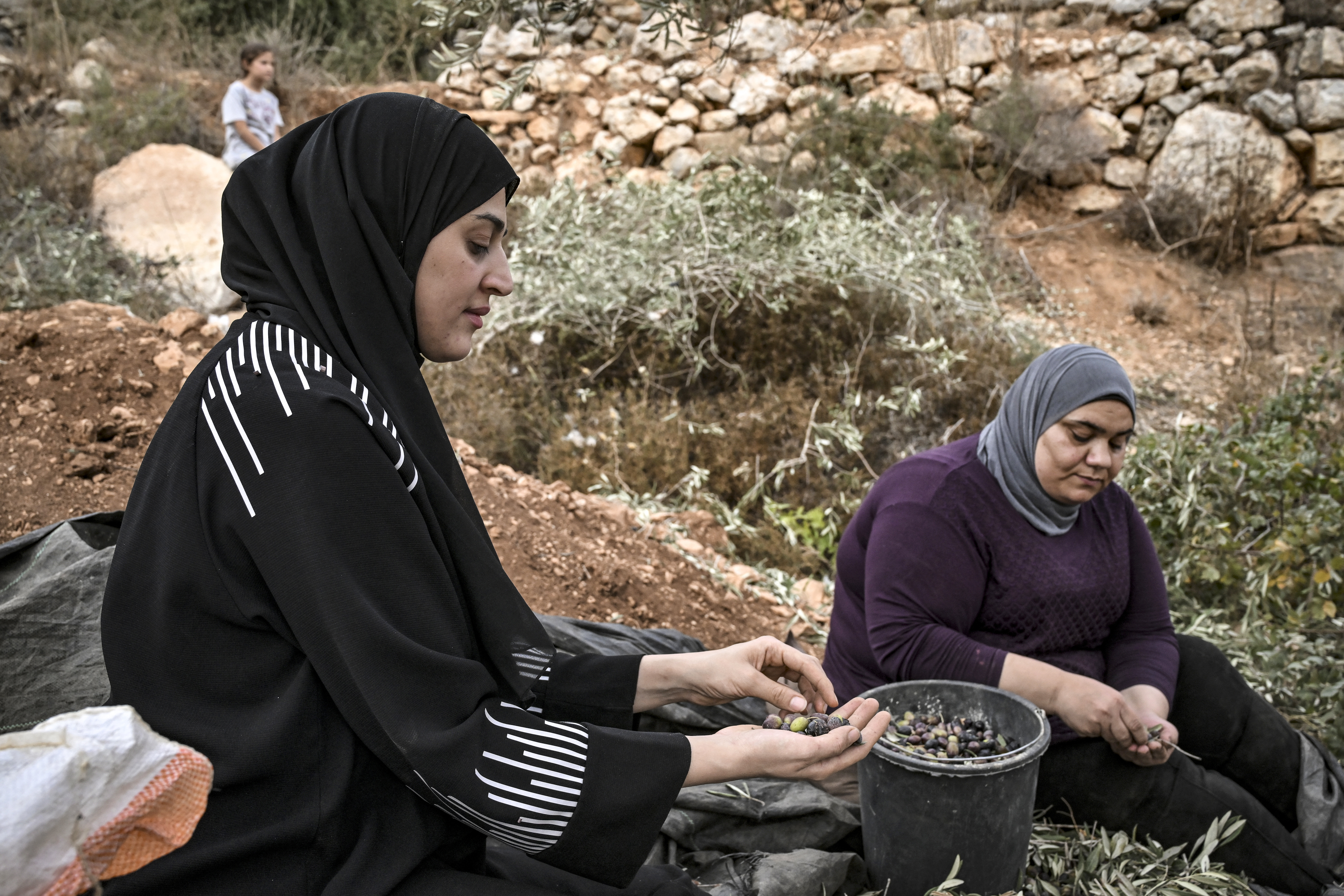 A Palestinian woman picks leaves off of freshly-picked olives during the harvest at a grove outside Ramallah in the occupied West Bank.