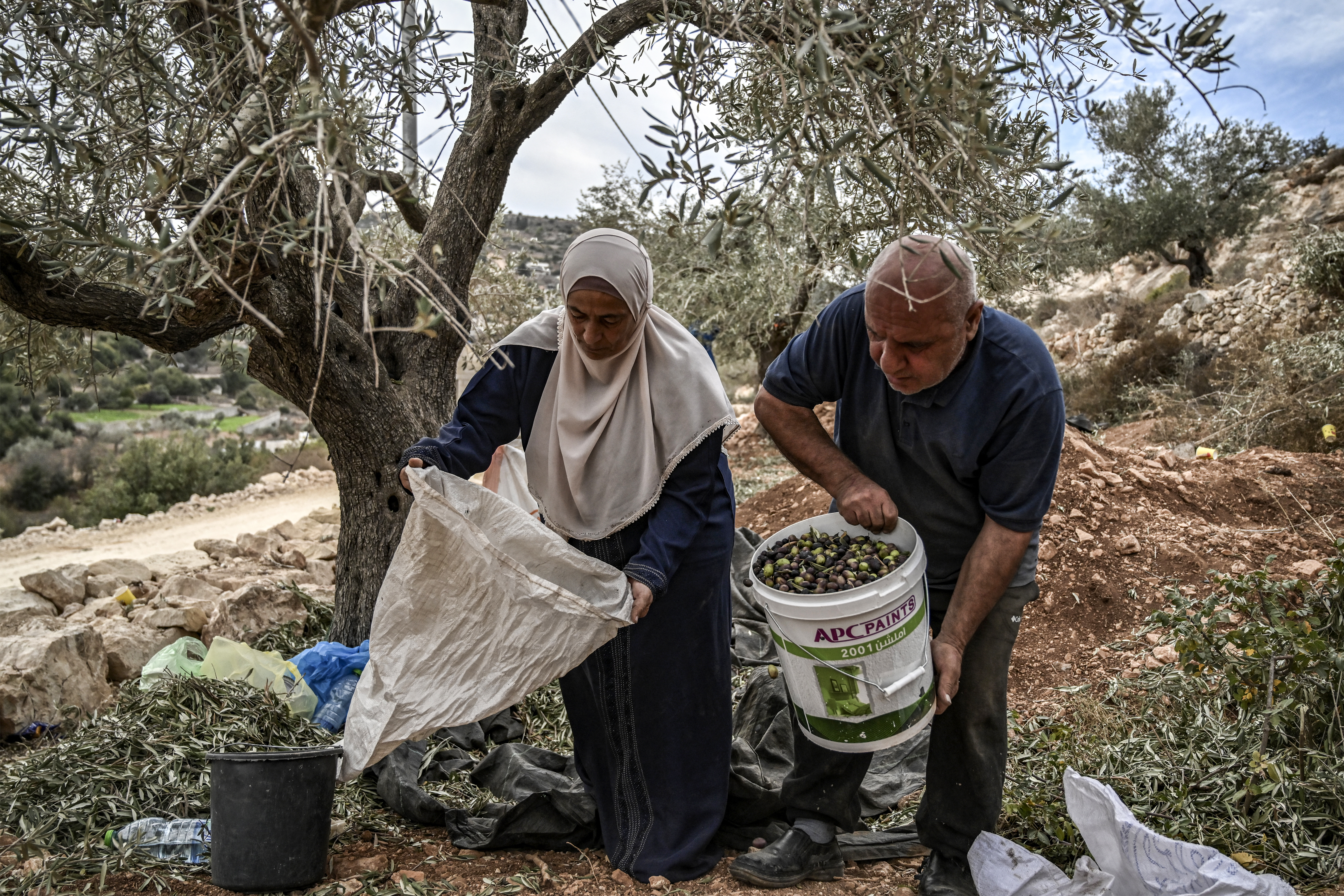 A Palestinian woman and man collect olives during the harvest season at a grove outside Ramallah in the occupied West Bank.