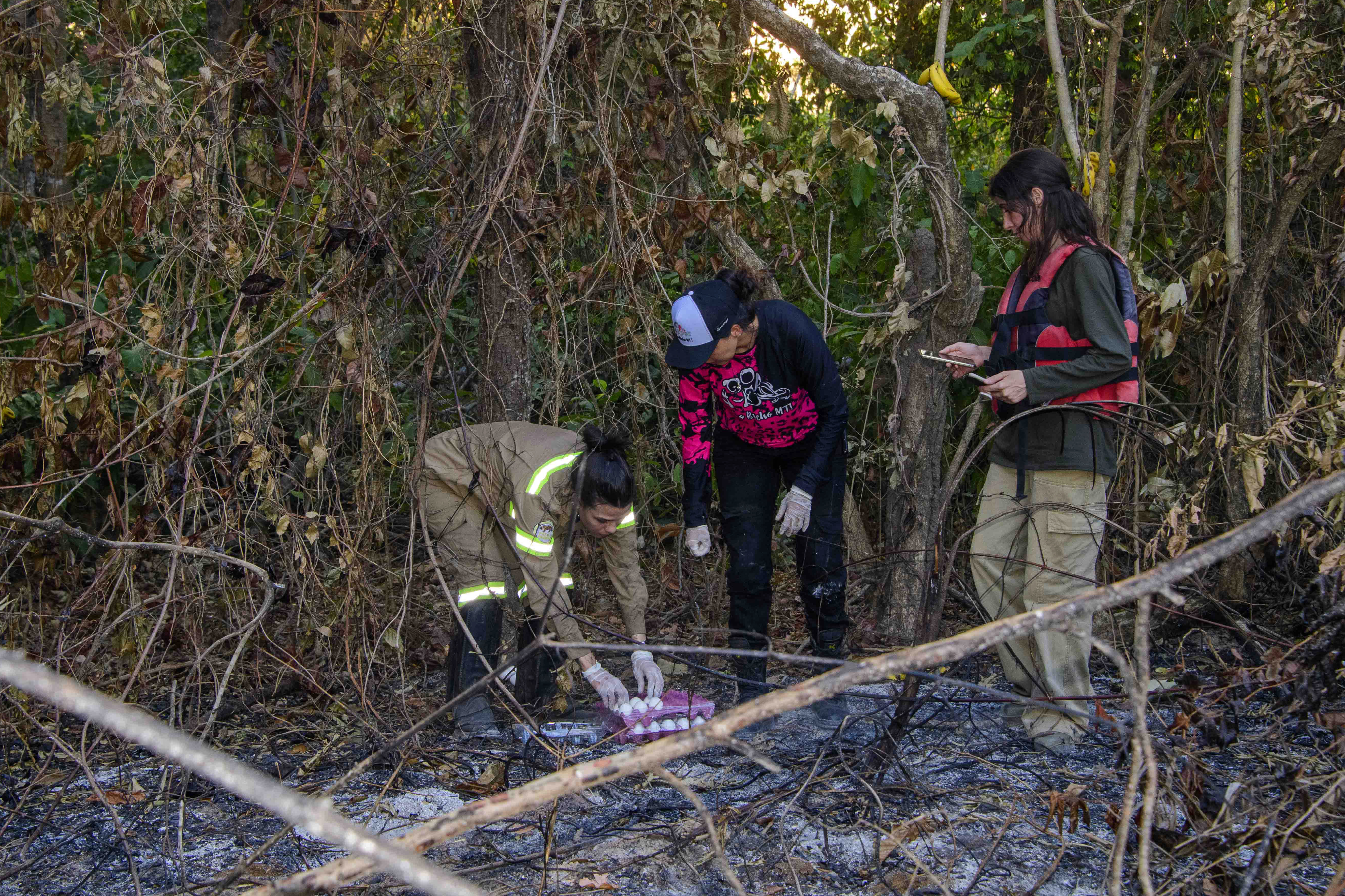 Members of the Group for Animal Rescue in Disasters (GRAD), place eggs as food for animals affected by forest fires in the Pantanal wetland in Porto Jofre, Mato Grosso State, Brazil.