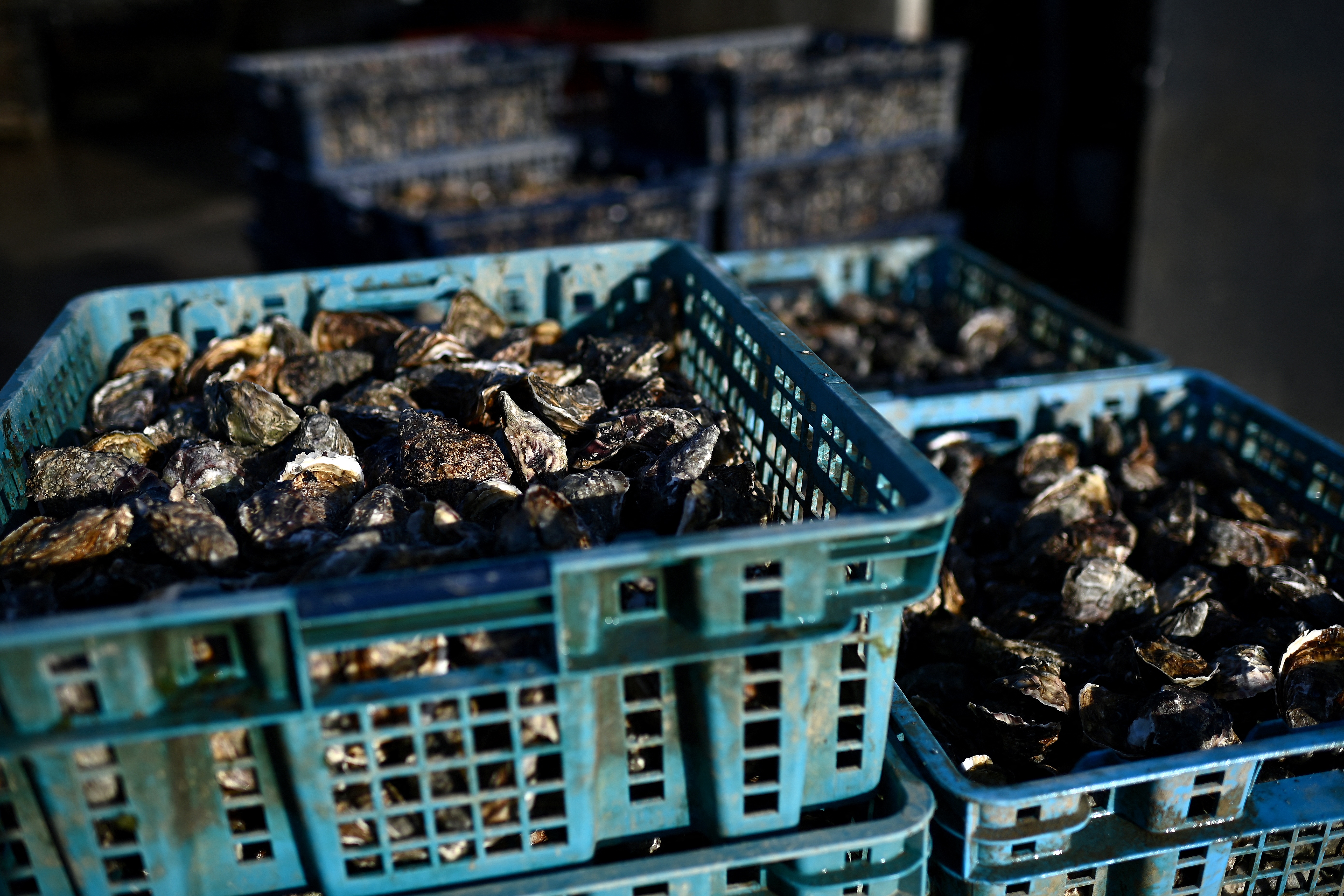 This picture shows oysters in crates ahead of their packaging in baskets at the Chiron oyster-farming company in L'Eguille along the Seudre river, south-western France.