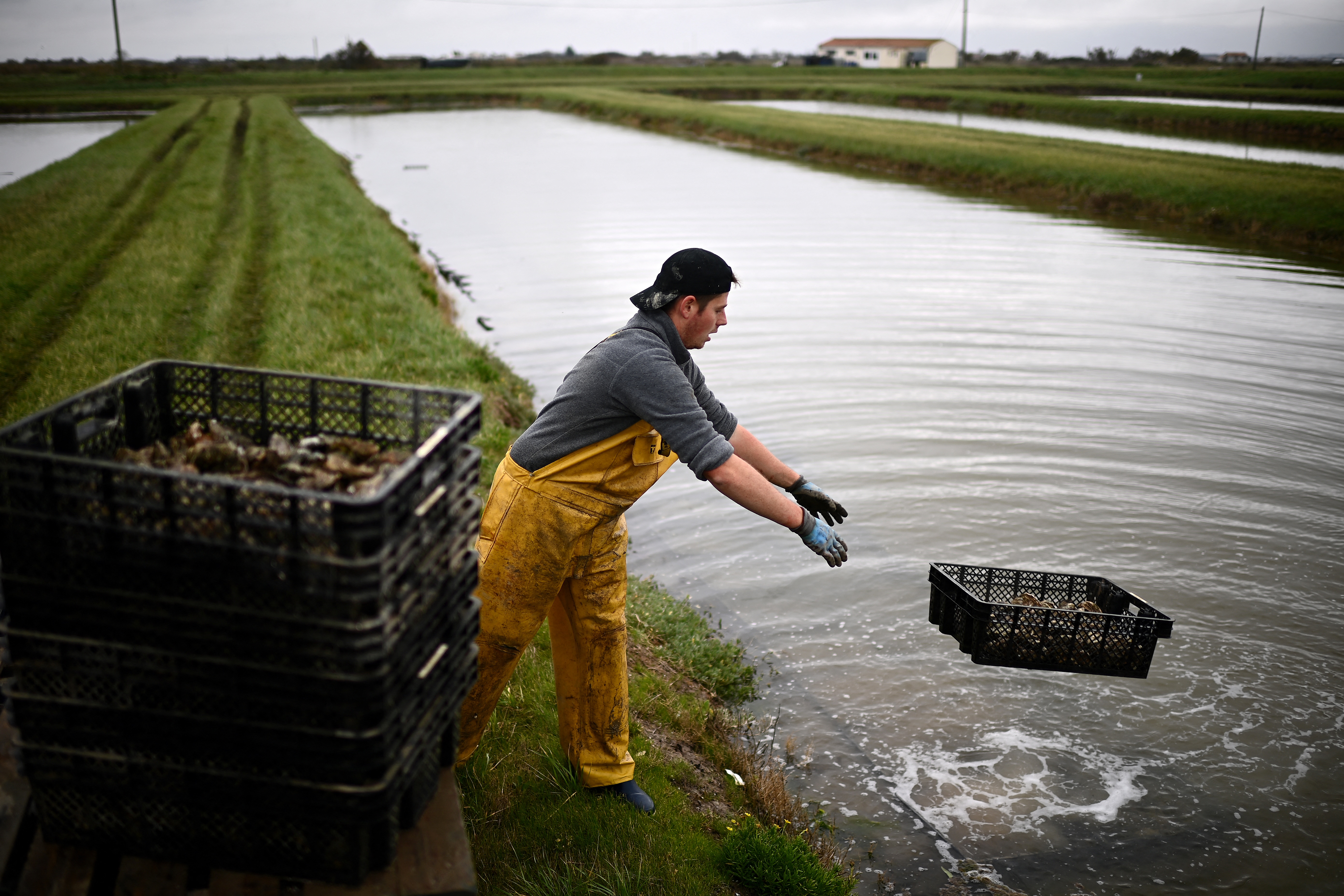 This picture shows an employee dropping crates of oysters in oyster beds for maturing in Marennes along the Seudre river, south-western France.