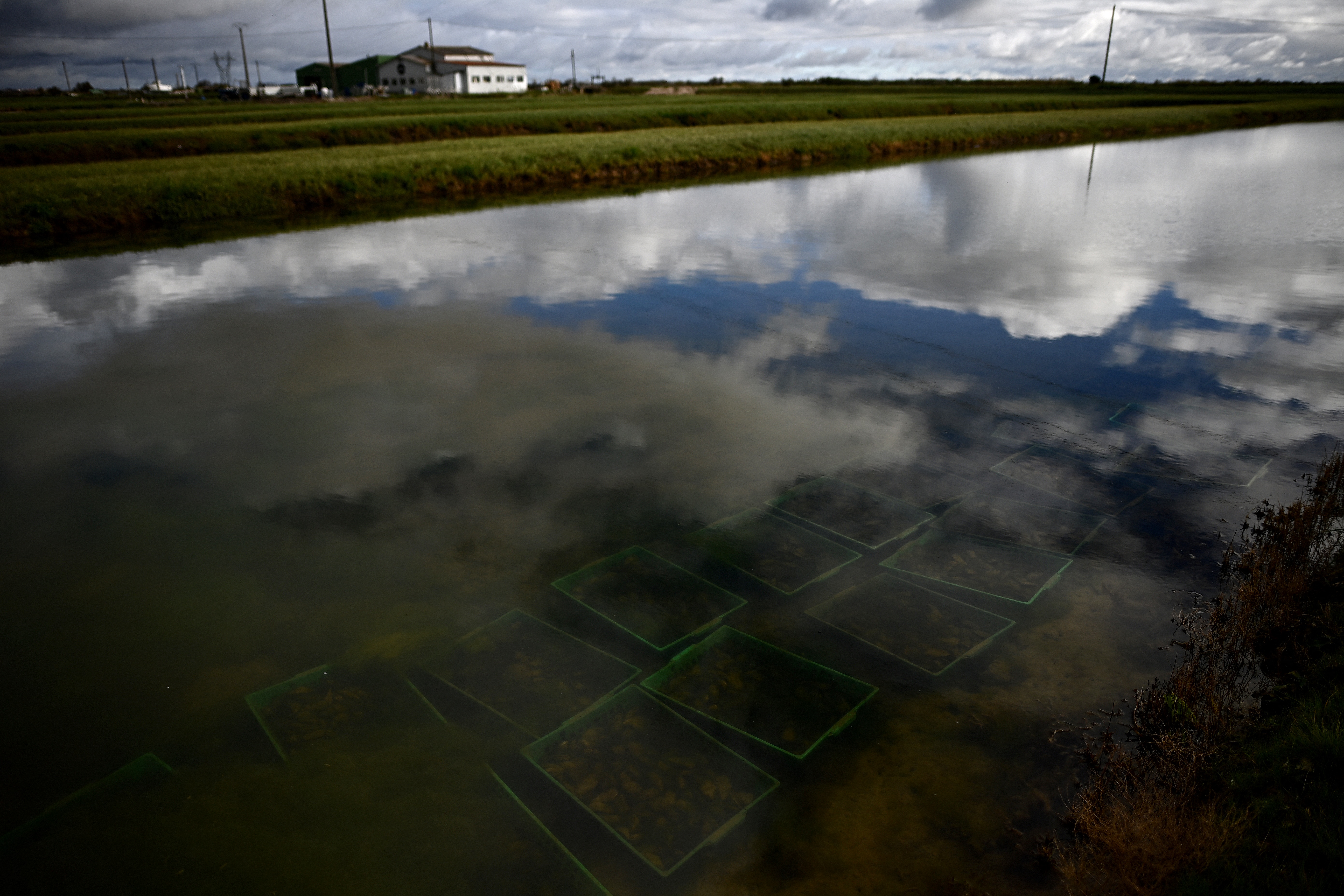 This picture shows crates of oysters during their maturing process in an oyster bed in Marennes along the Seudre river, south-western France.
