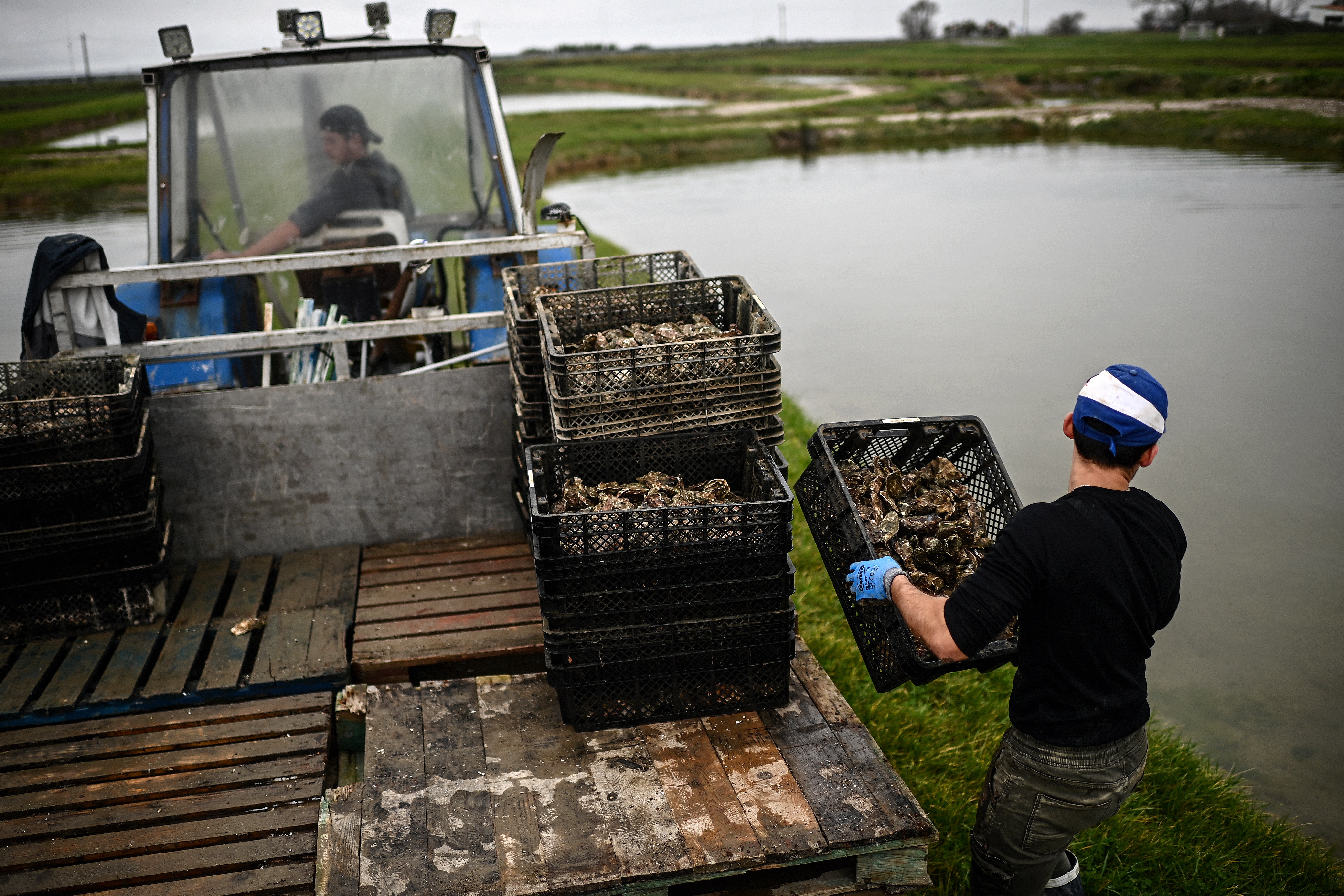 This picture shows an employee dropping crates of oysters in oyster beds for maturing in Marennes along the Seudre river, south-western France.