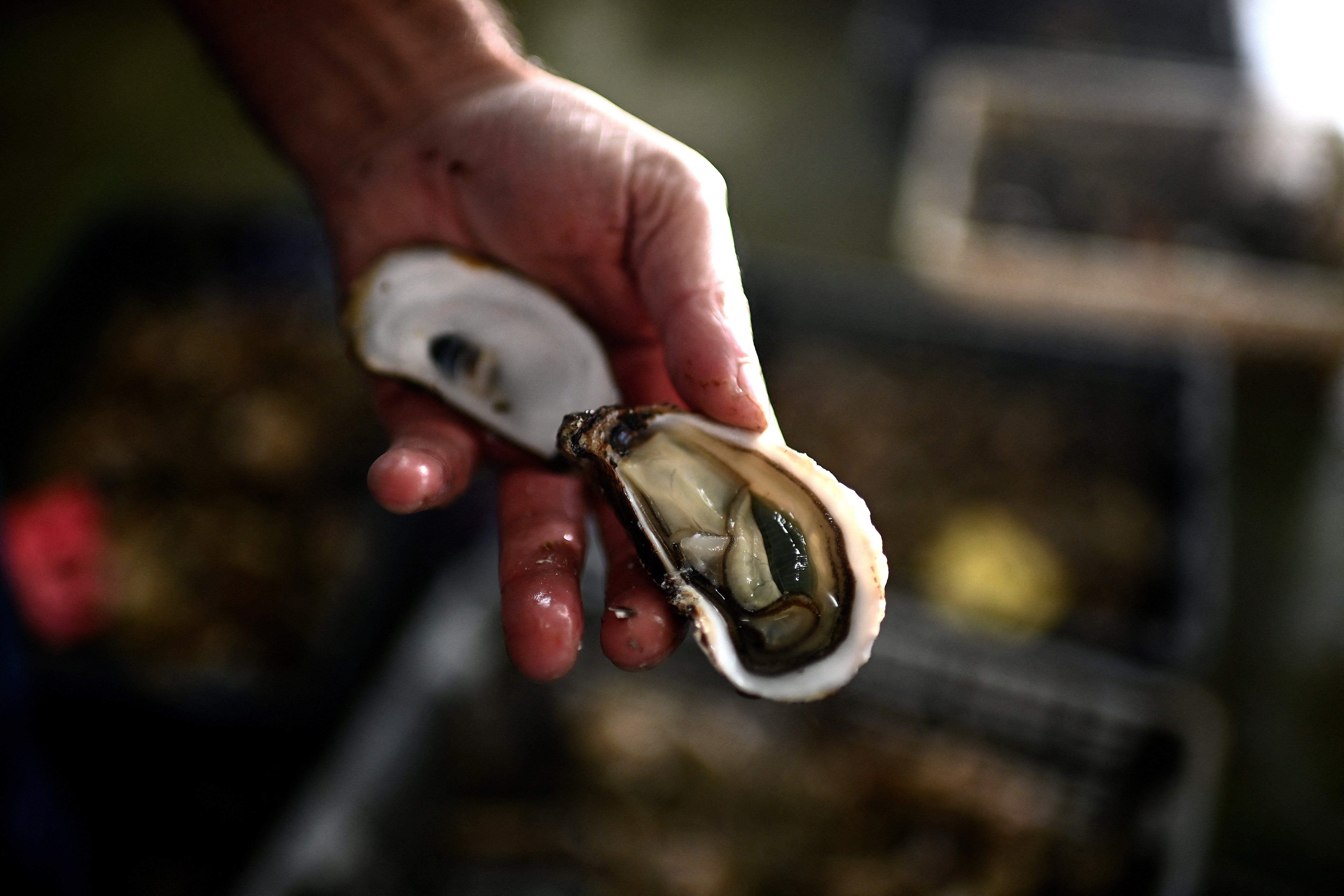 This picture shows manager of the Chiron oyster-farming company Laurent Chiron presenting a Marennes Oleron oyster in L'Eguille along the Seudre river, south-western France.
