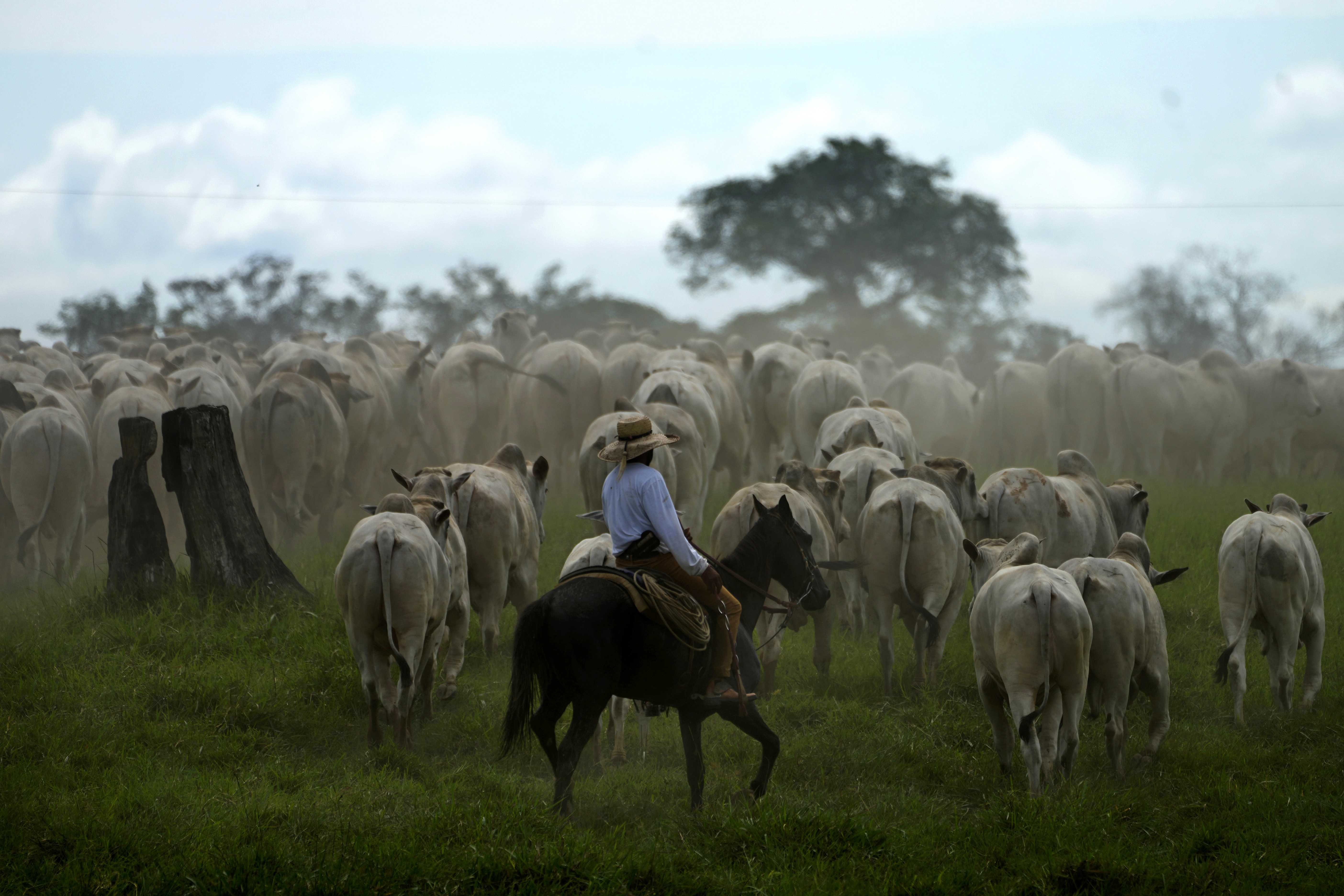 A cowboy drives a herd of cattle in the pastures of the Guachupe farm, in the rural area of the Rio Branco, Acre state, Brazil.