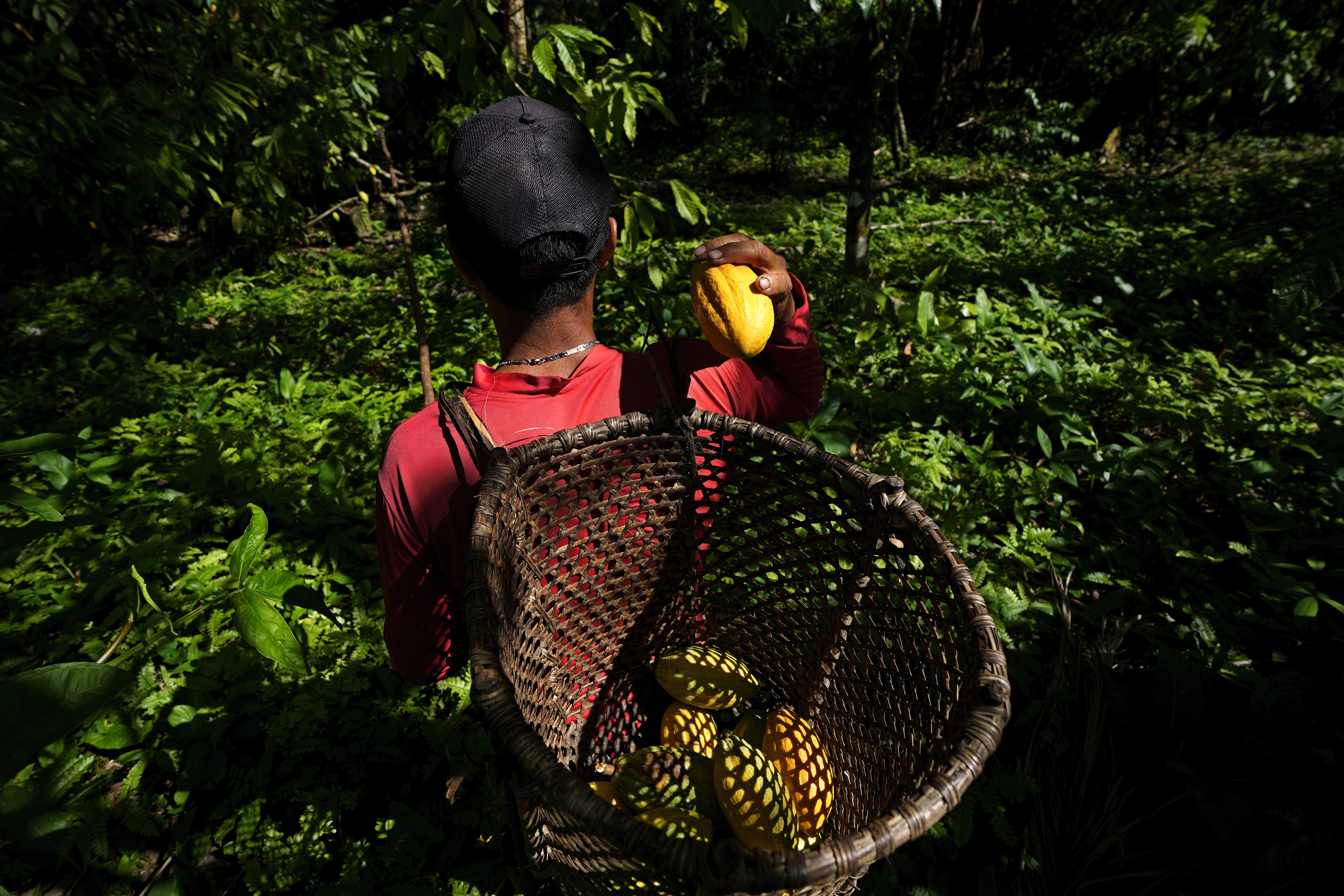 Jose Carlos, an employee at the Sitio Gimaia Tauare owned by Neilanny Maia, harvests cocoa fruits by hand, for processing by the De Mendes Chocolates company, on the island of Tauare, in the municipality of Mocajuba, Para state, Brazil.