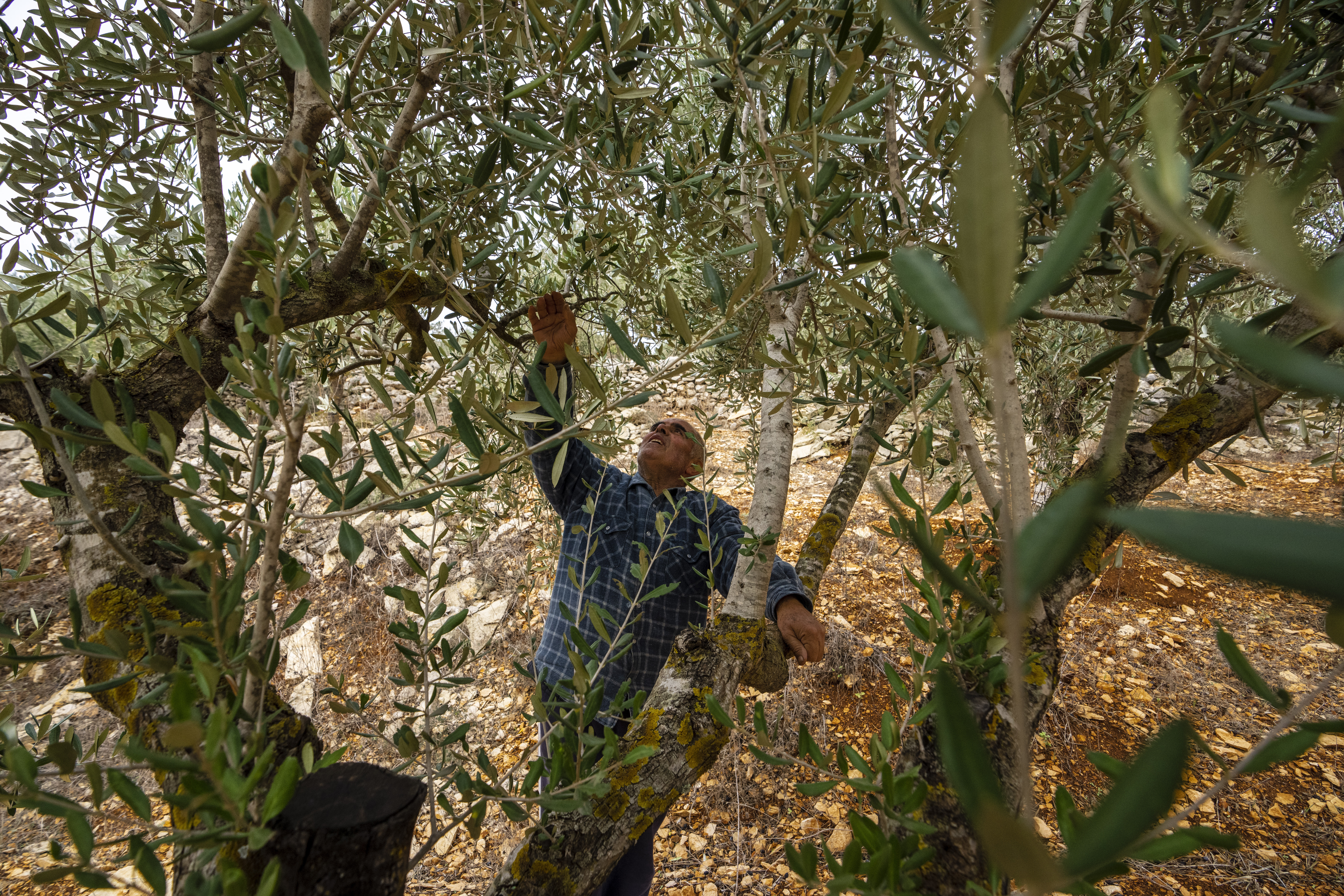 Abdallah Quteish, a retired school principal, checks his olive orchard in the southern village of Houla, near the border with Israel, Lebanon.