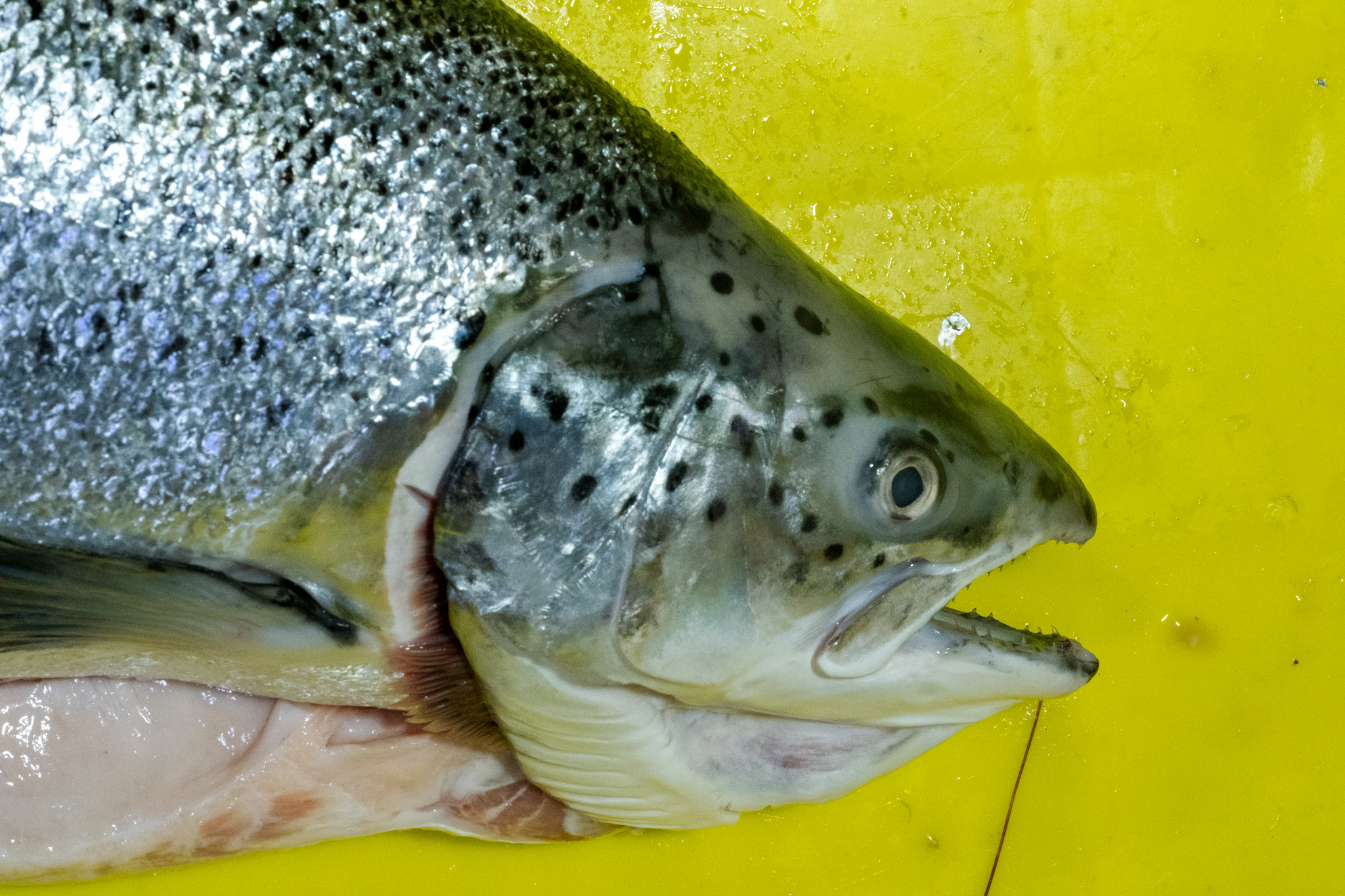 Fishing port in Jaffa, Israel