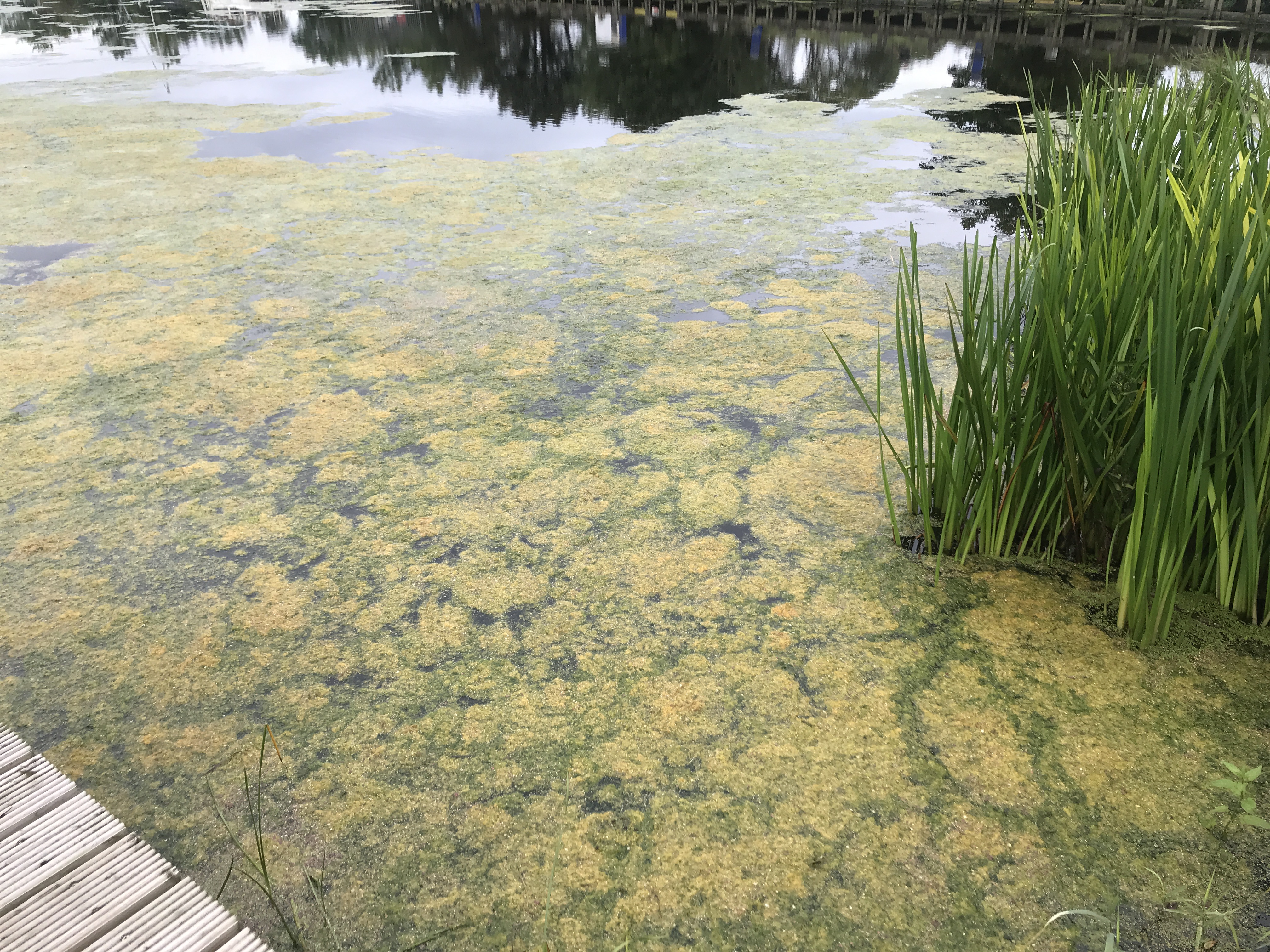 two thirds of the phosphate that ends up in the lough originates from slurry and other runoff from surrounding farmland, and 24% comes from human sewage