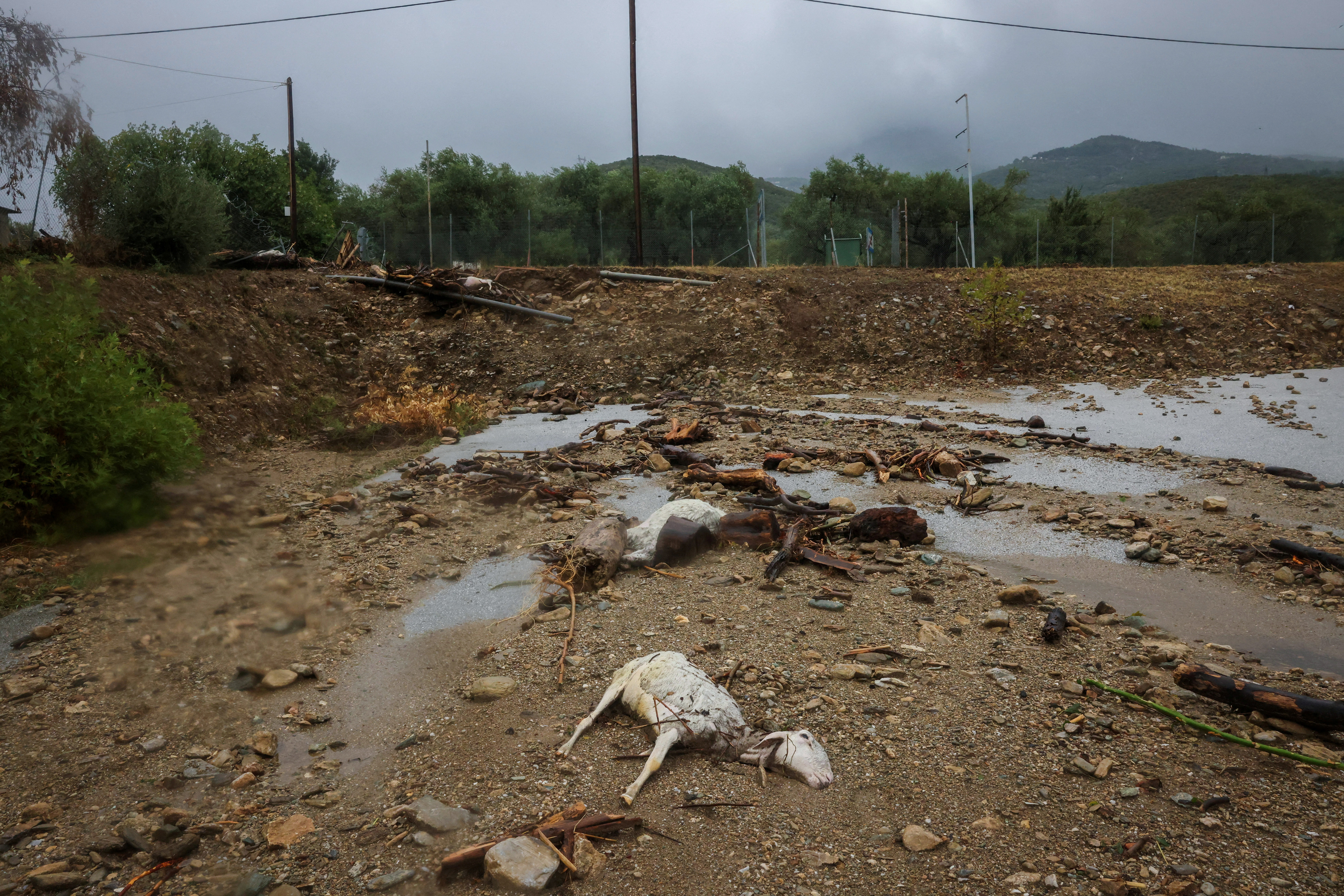 Dead sheep are seen in an area flooded due to the impact of storm Daniel in the city of Volos, Greece.