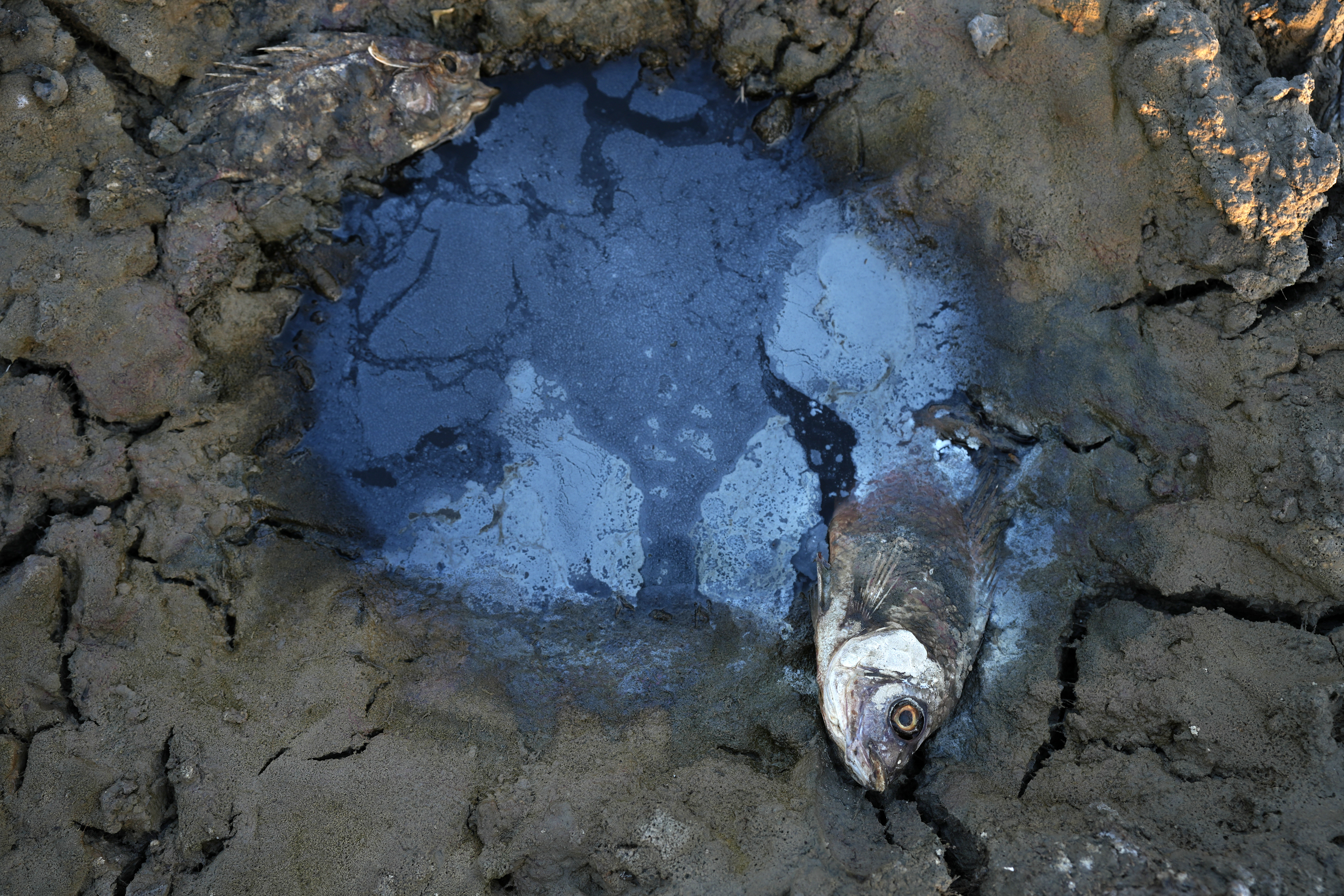 A dead fish lies on the cracking earth of a dry marsh in Chibayish in Iraq's southern Dhi Qar province.