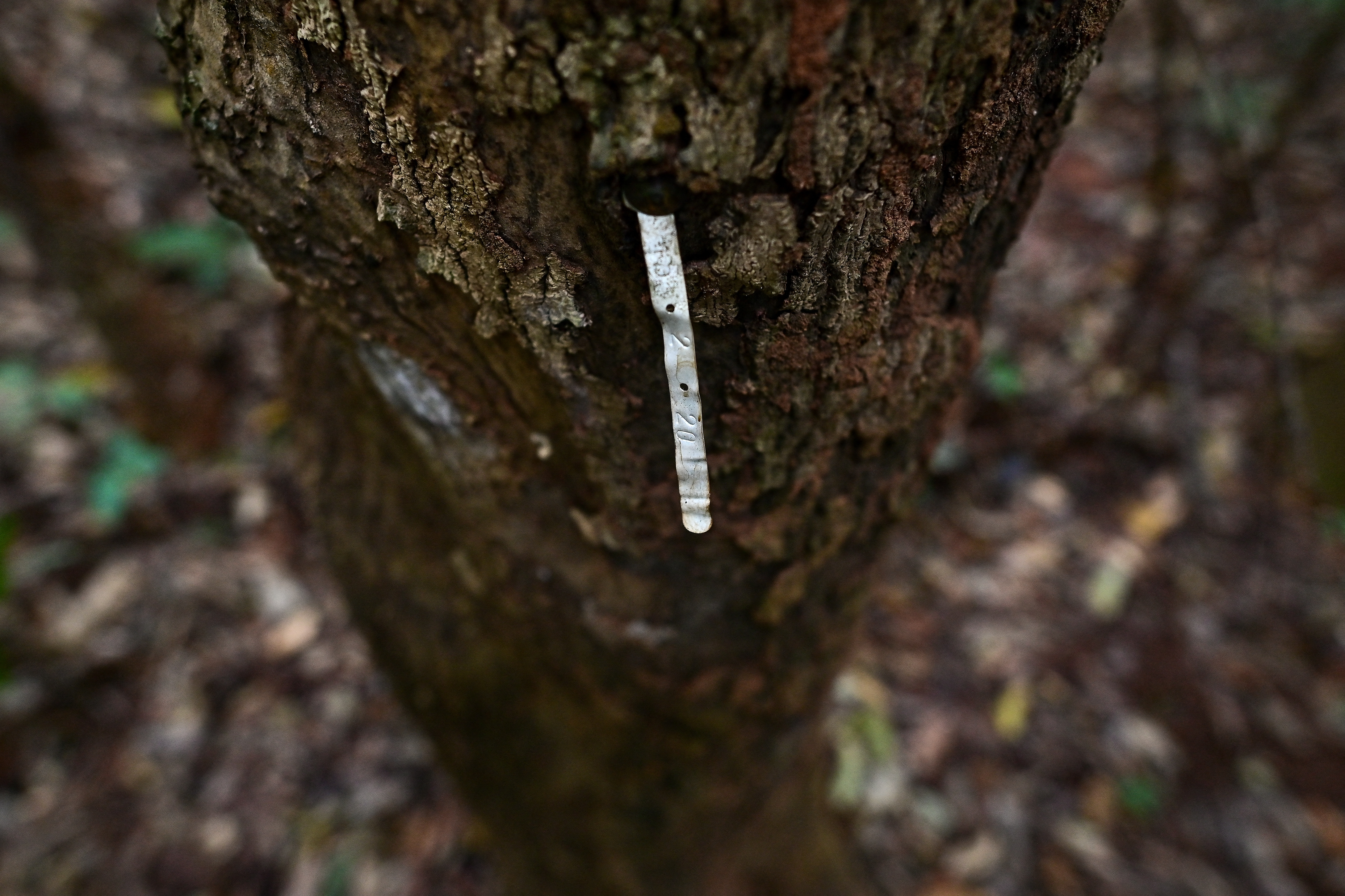 This picture taken on November 22, 2023 shows a decades-old metal strip with details of the native species, year and zone of plantation, protruding from a full grown tree at the Chiang Mai University's Forest Restoration Research Unit (FORRU) reforested land on a hillside near Chiang Mai.