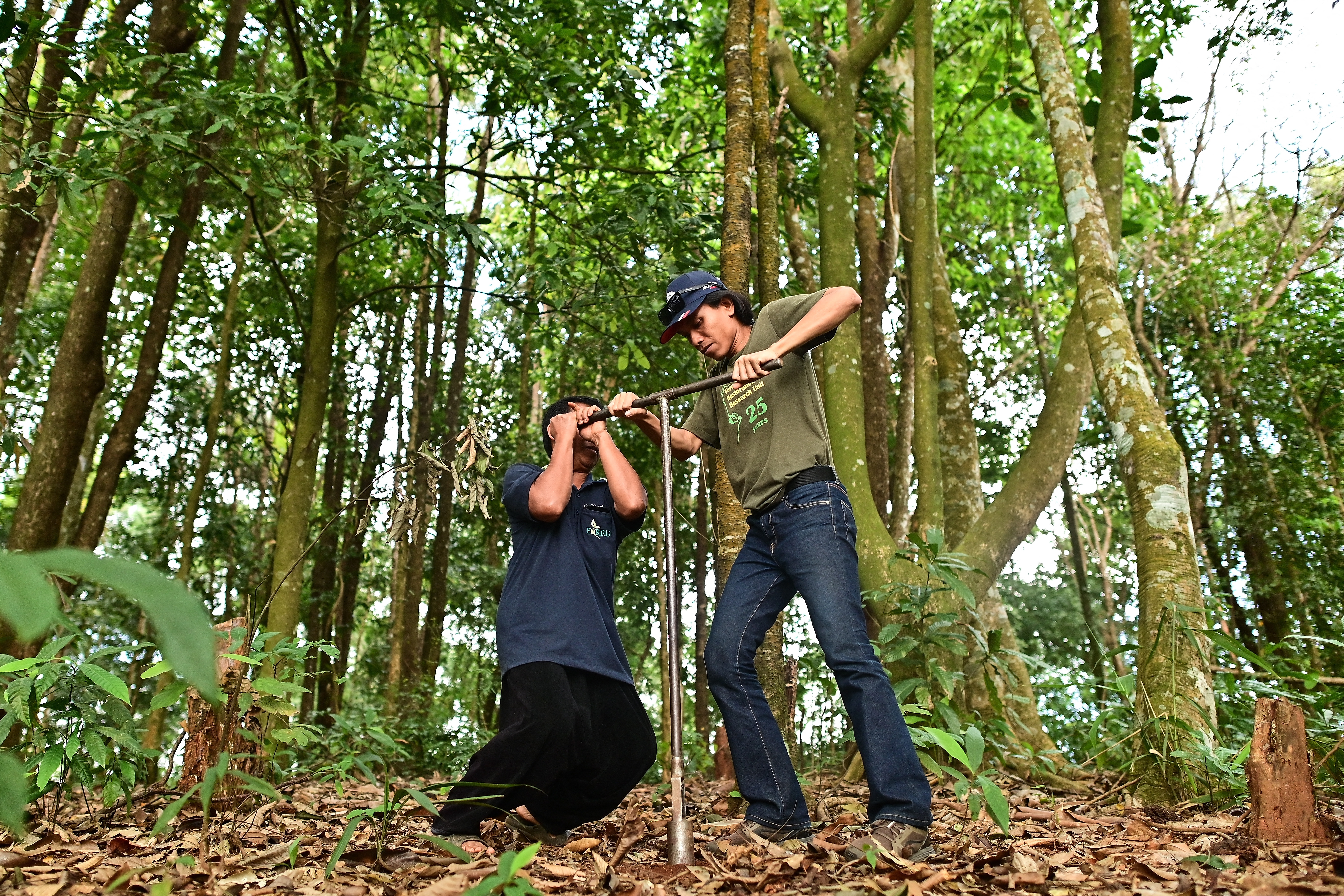 This picture taken on November 22, 2023 shows Chiang Mai University's Forest Restoration Research Unit (FORRU) field research officer Worayut Takaew demonstrating how a soil sample is collected for research in a reforested area on a hillside near Chiang Mai.