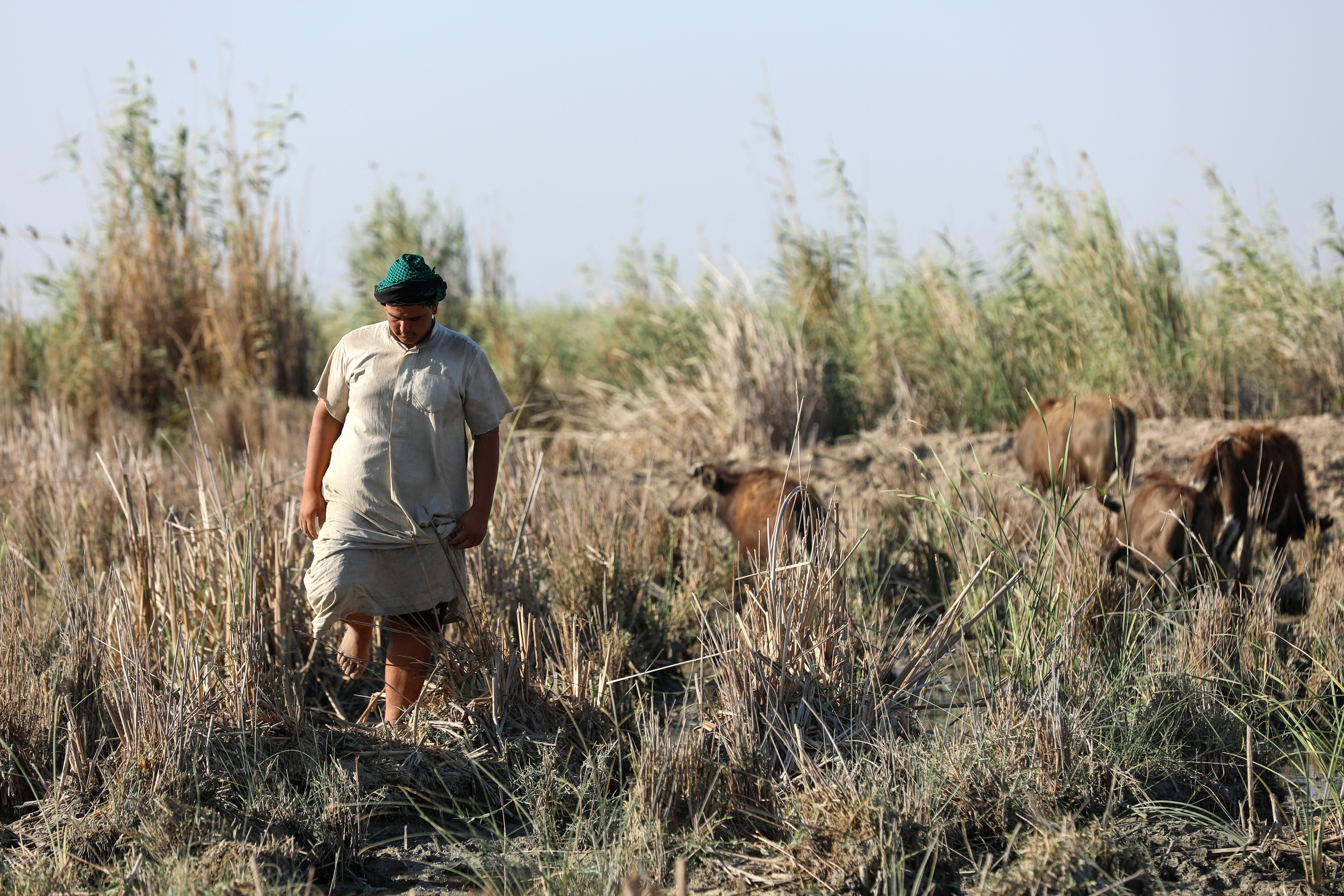 Mohammed Hamid Nour herds his buffaloes the Chibayish marshland in Iraq's southern Dhi Qar province.