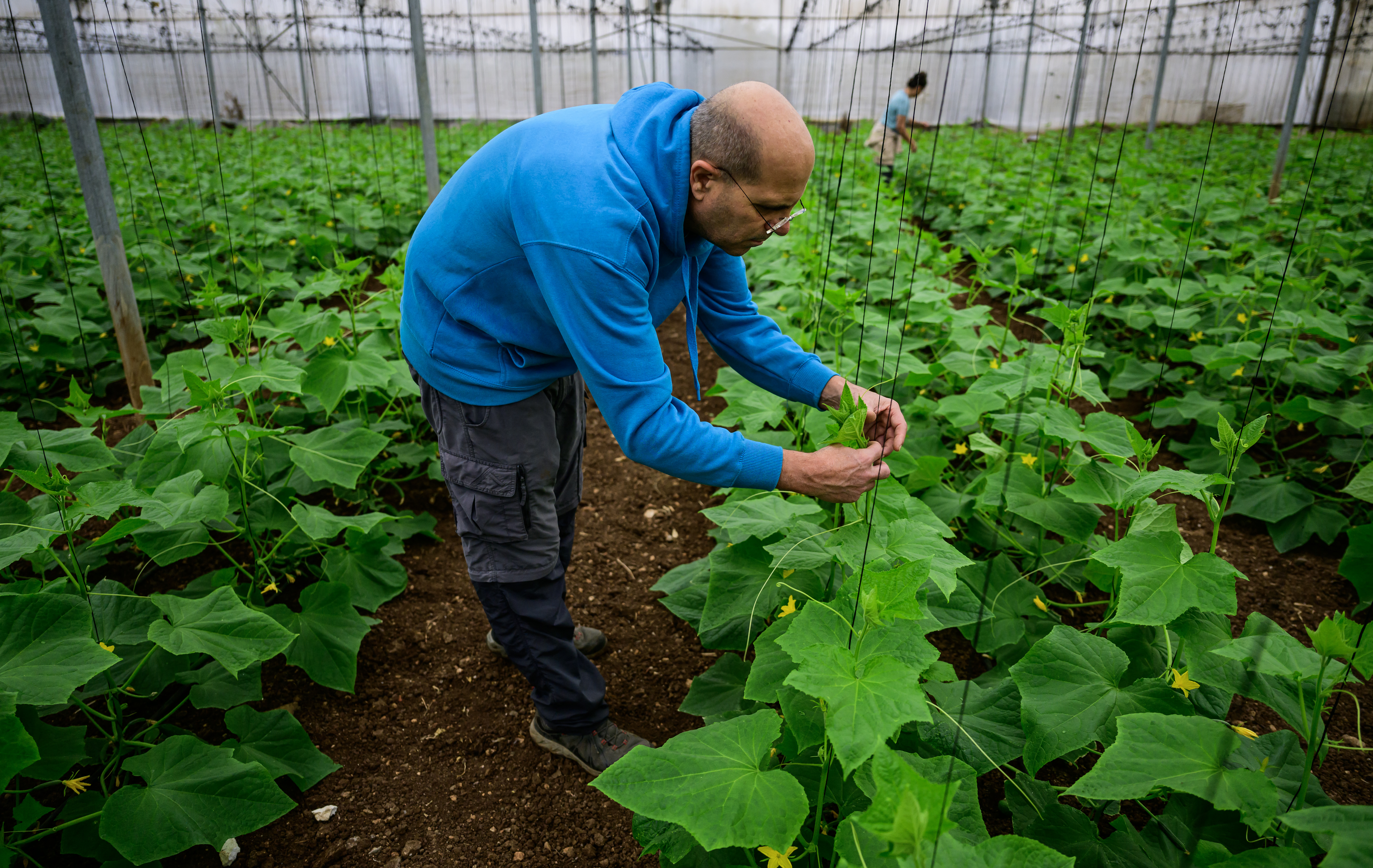 A volunteer ties up cucumber plants in a greenhouse in Baqa al-Gharbiya.