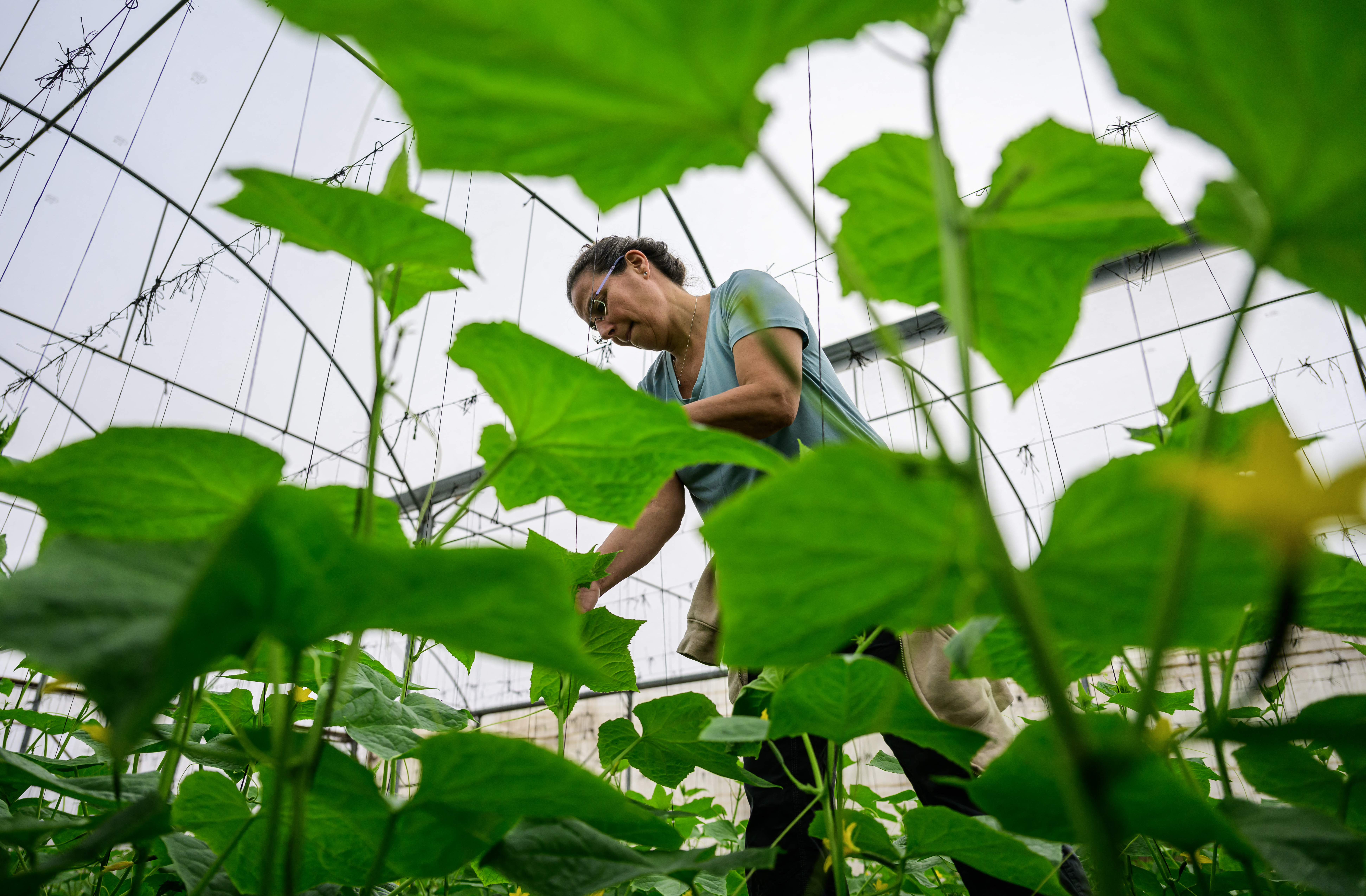 A volunteer ties up cucumber plants in a greenhouse in Baqa al-Gharbiya.