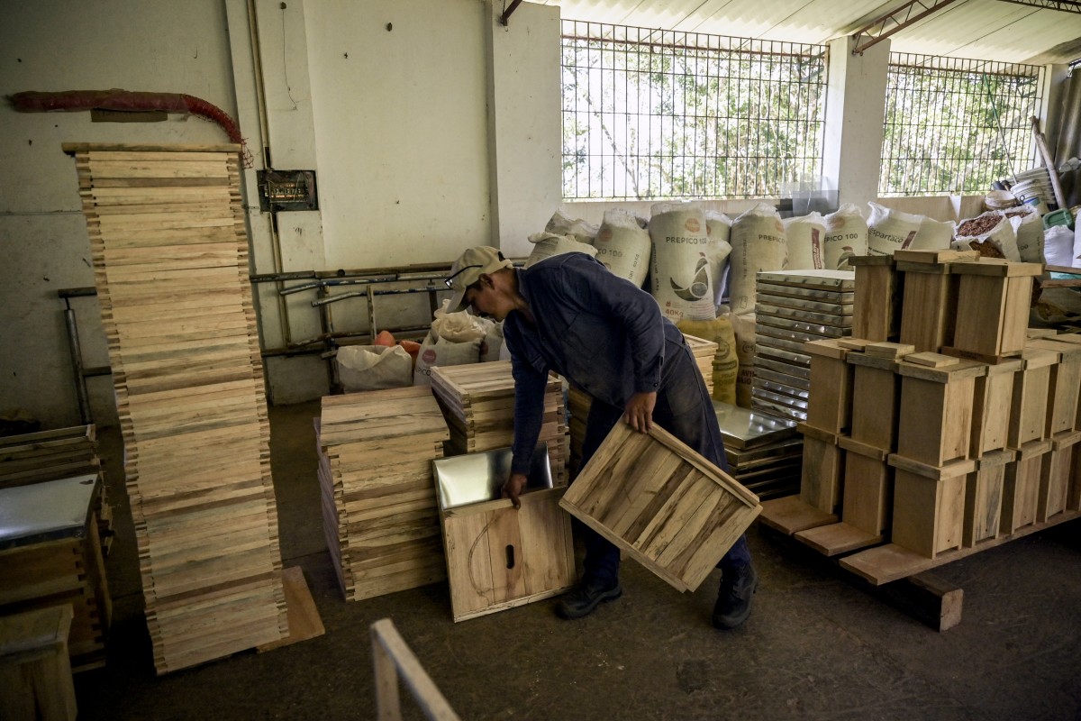 A worker builds hives with illegal timber in the municipality of Socorro, department of Santader, Colombia, on December 3, 2023.