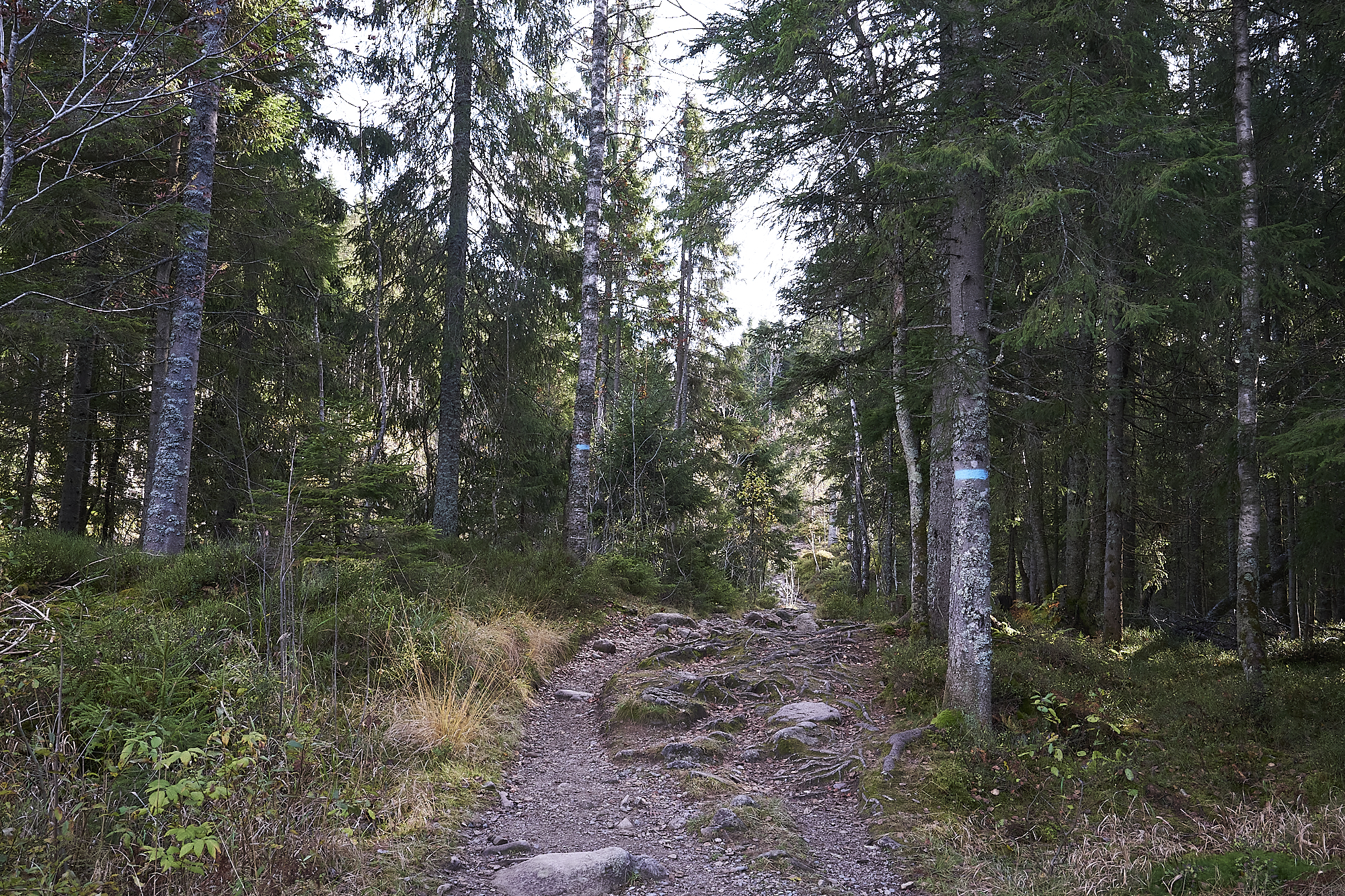 The Future Forest [Anna Pivovarchuk/Al Jazeera]