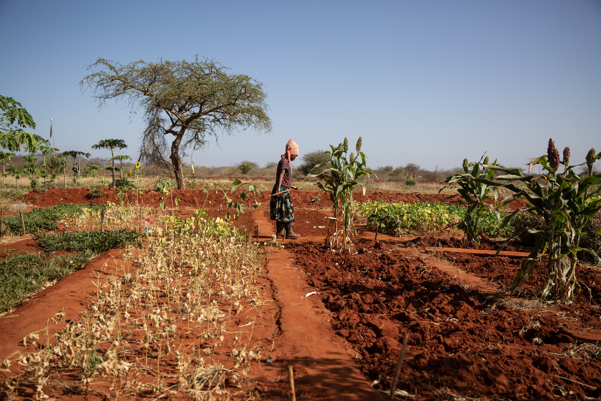 Jonnes has made significant changes to the way he works to adapt to climate change. In addition to learning about various crops, he also makes use of alternative composting methods, natural pesticides and irrigation methods to save water. This has proven successful, he produces maize, sweet peppers, melons, sweet potatoes and green grams. He also buys truck water to supplement rationed tap water. “My concern is that climate change has really affected farming. We are no longer able to sustain our crops on rainwater alone,” he says.