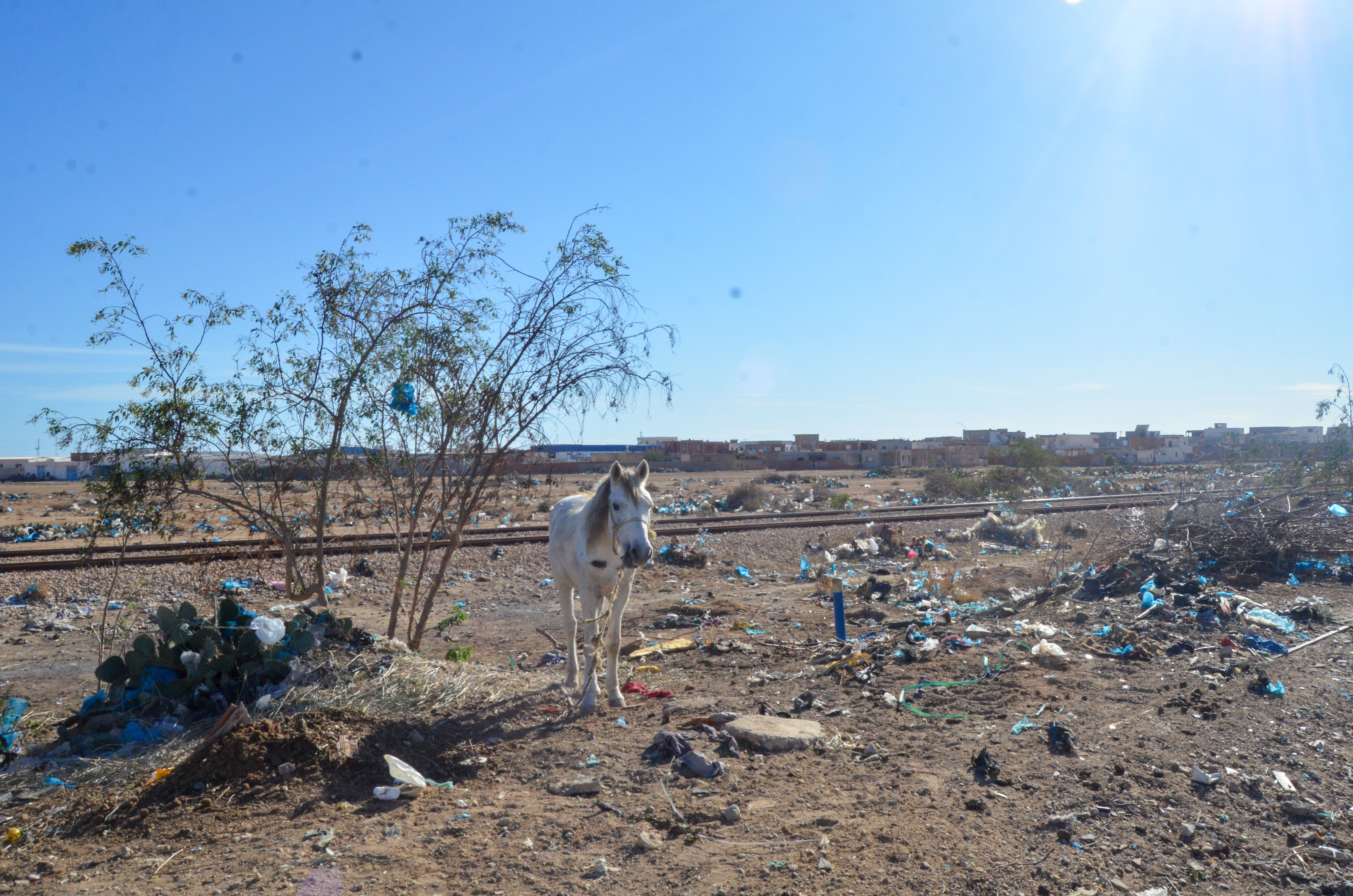The white horse in wasteland, Sfax