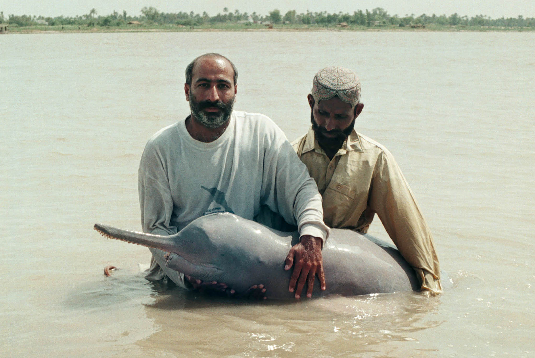 Indus river dolphin