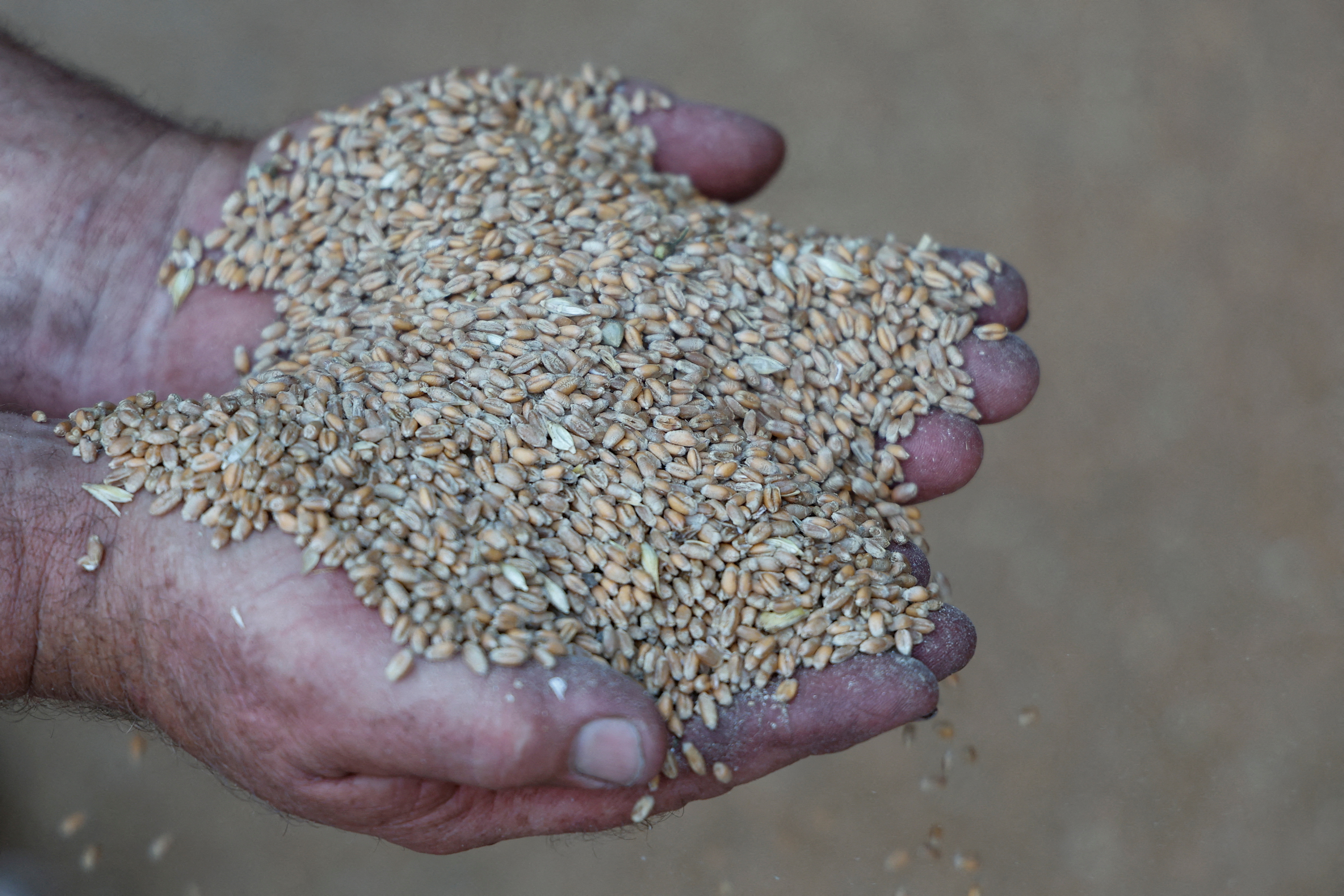 Farmer Mykola Tereshchenko holds the grains inside a wheat grain storage, as Russia's attack on Ukraine continues, in the village of Khreshchate, in Chernihiv region, Ukraine July 5, 2022. REUTERS/Valentyn Ogirenko
