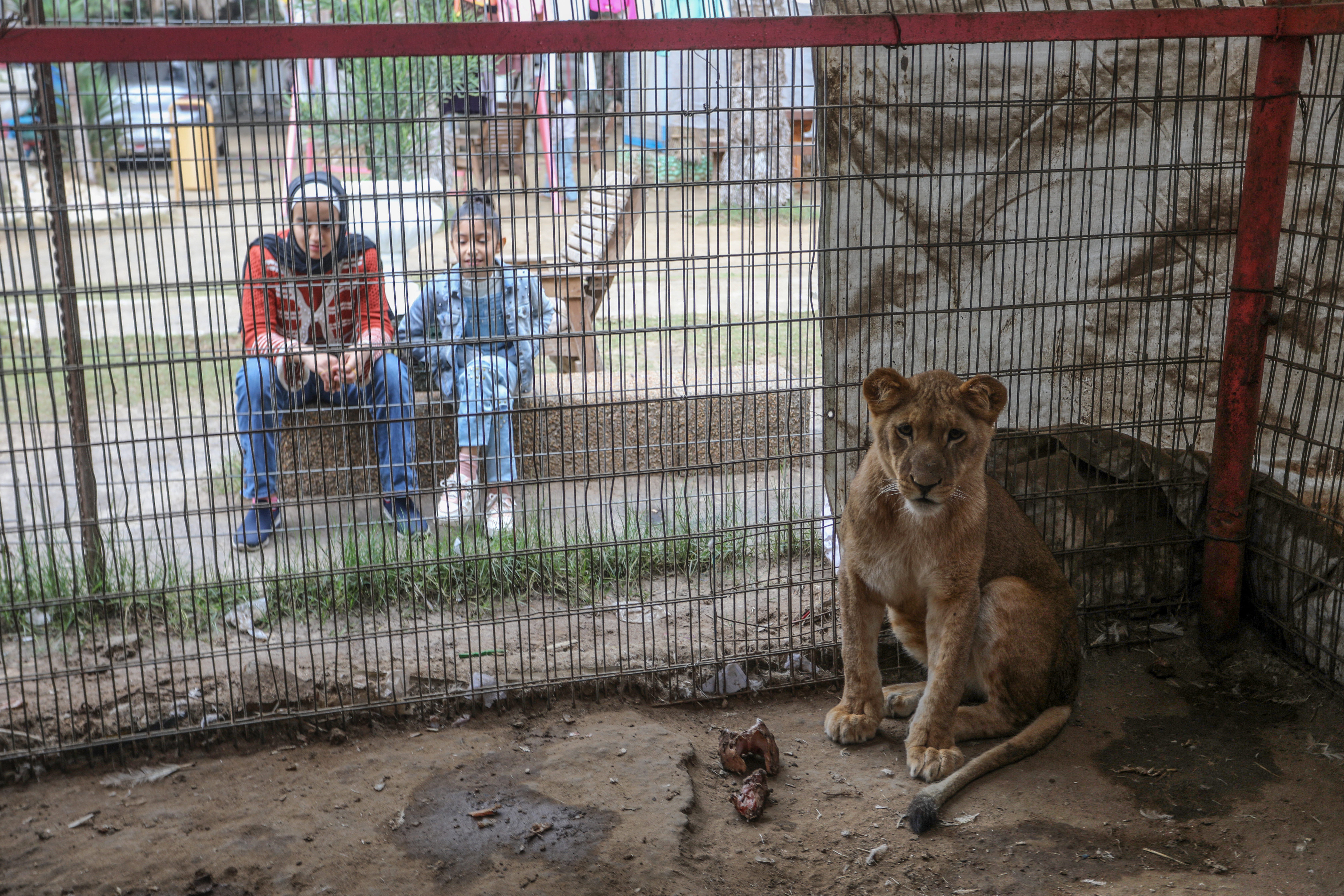 Lions, monkeys and parrots struggle to find food and medical treatment while they live under harsh conditions at the zoo due the Israeli attacks that continue in Rafah, Gaza.