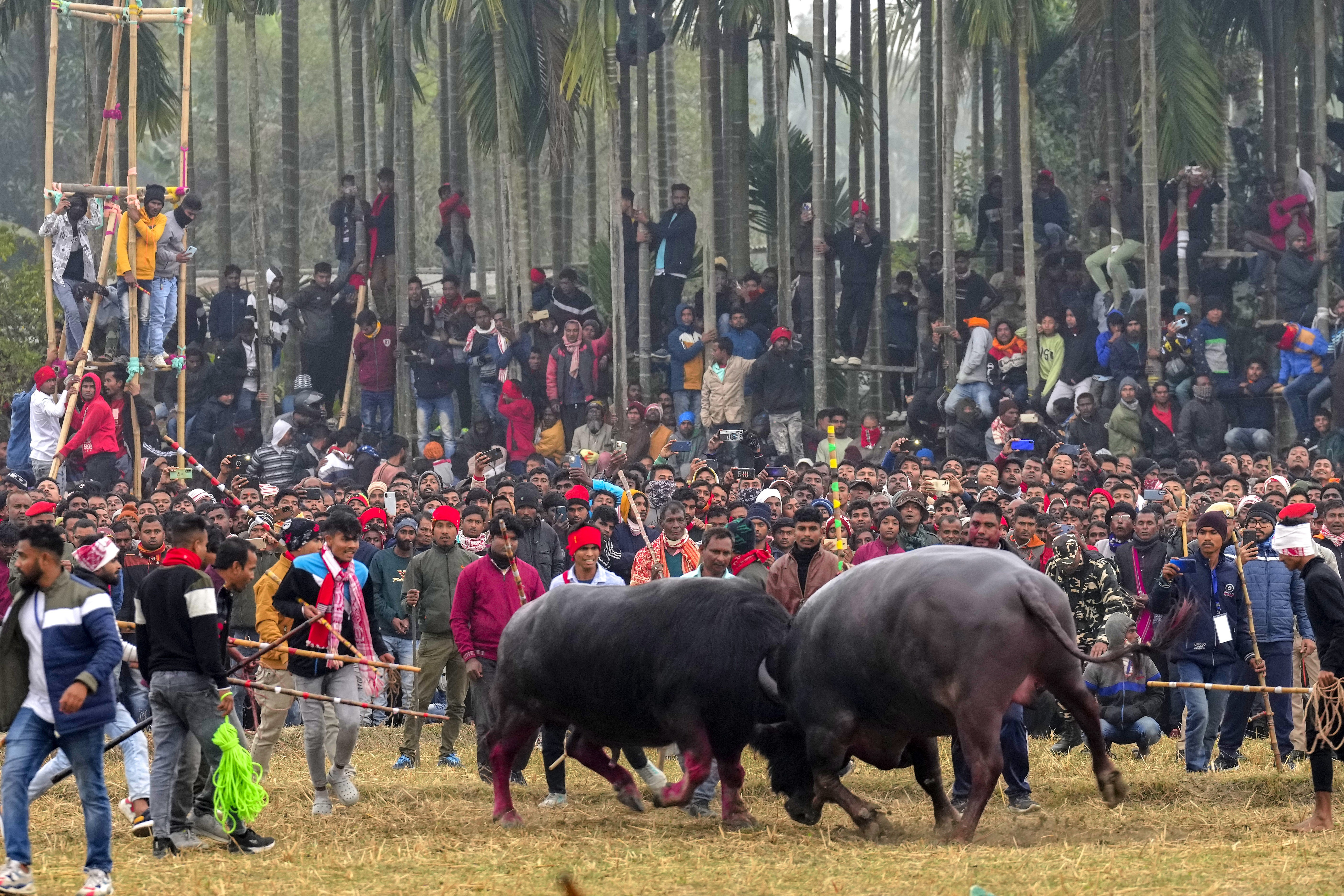 A pair of buffaloes lock horns during a fight