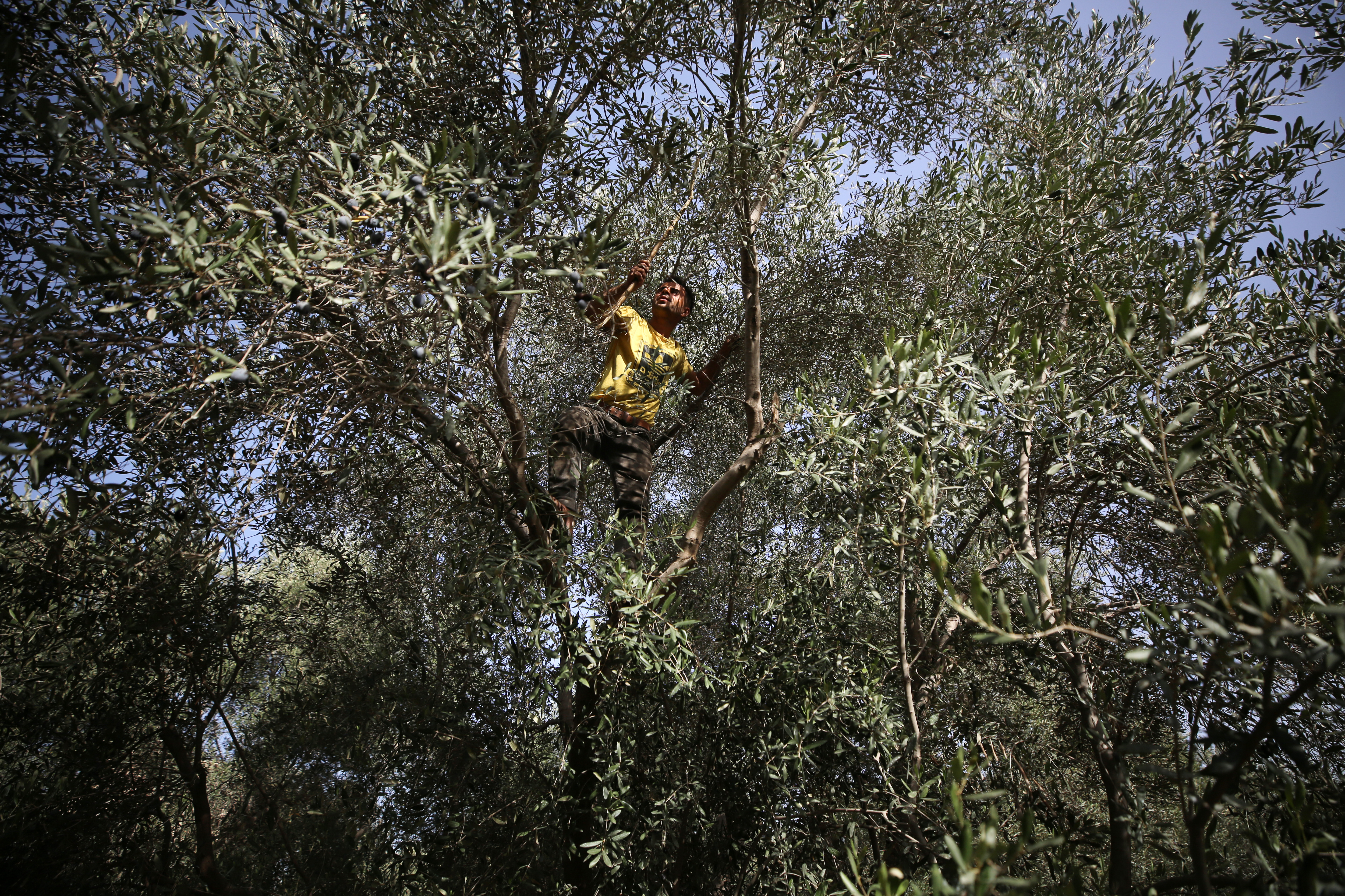 Man high in an olive tree harvesting