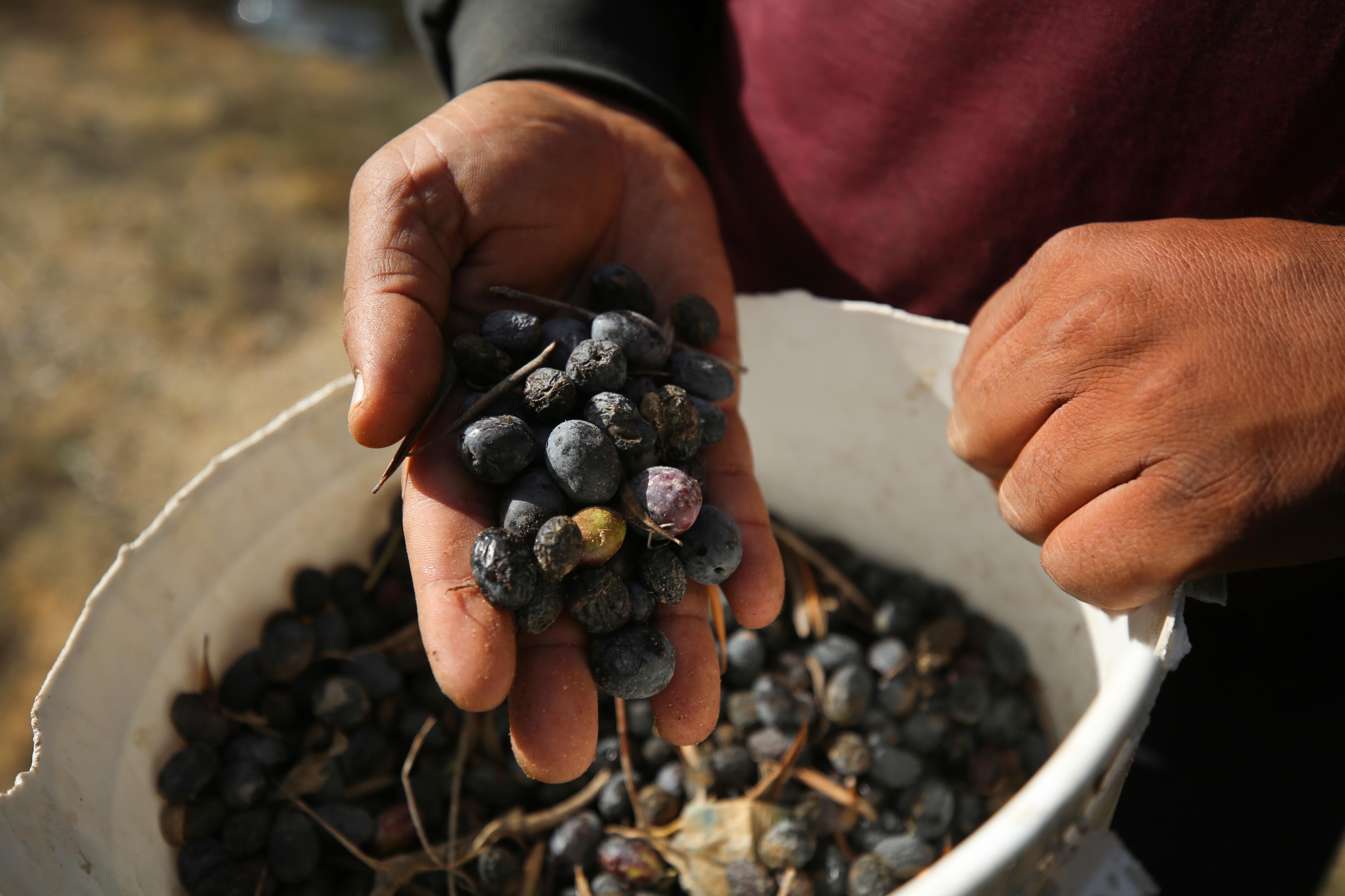 A hand holding a bunch of fresh olives