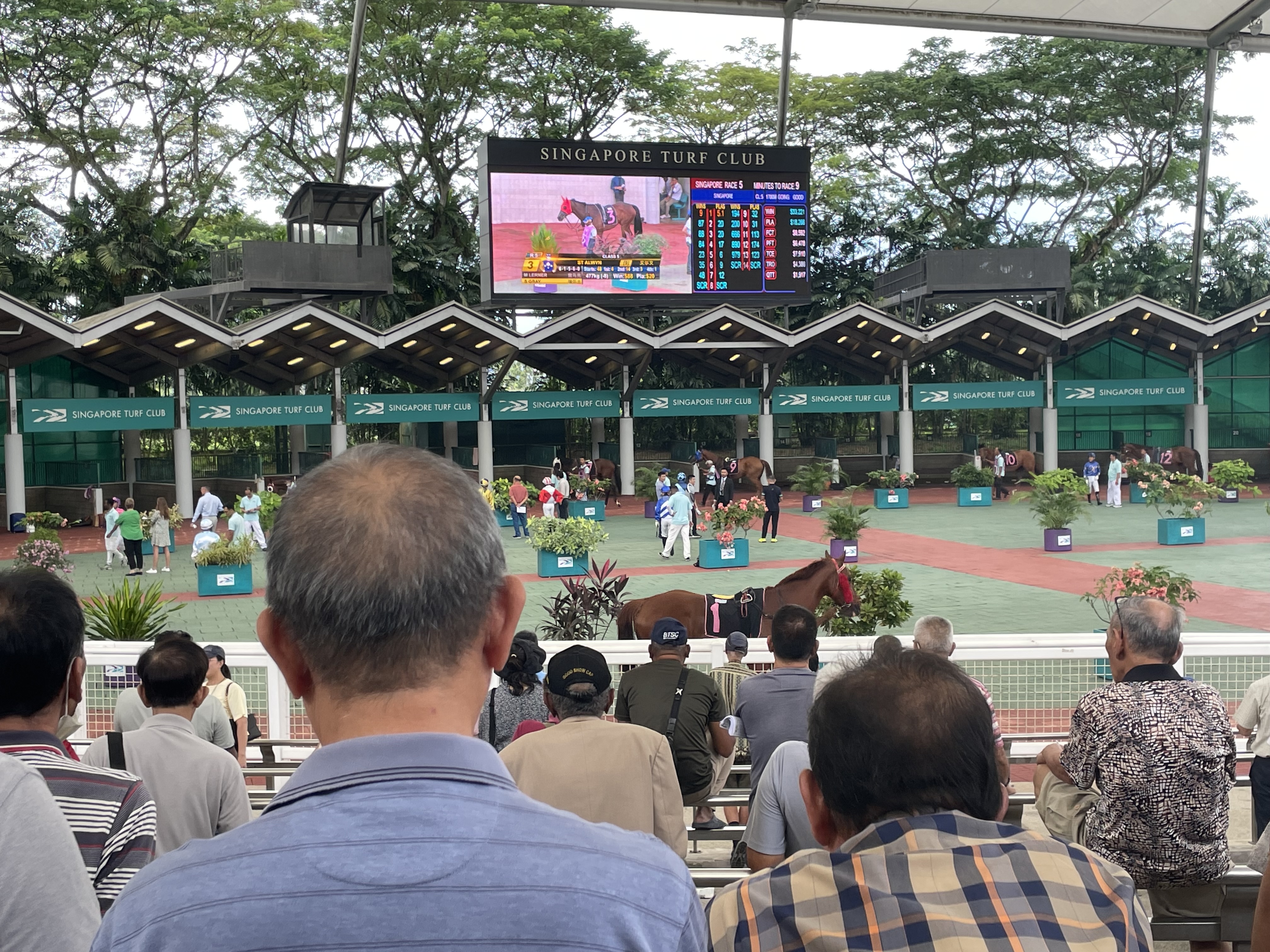 A few people watching the horses as they're walked in the paddock. The spectators are on raised seating. The horses are down below. It is covered.