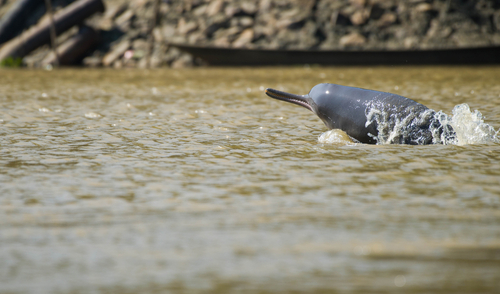 Indus River dolphin
