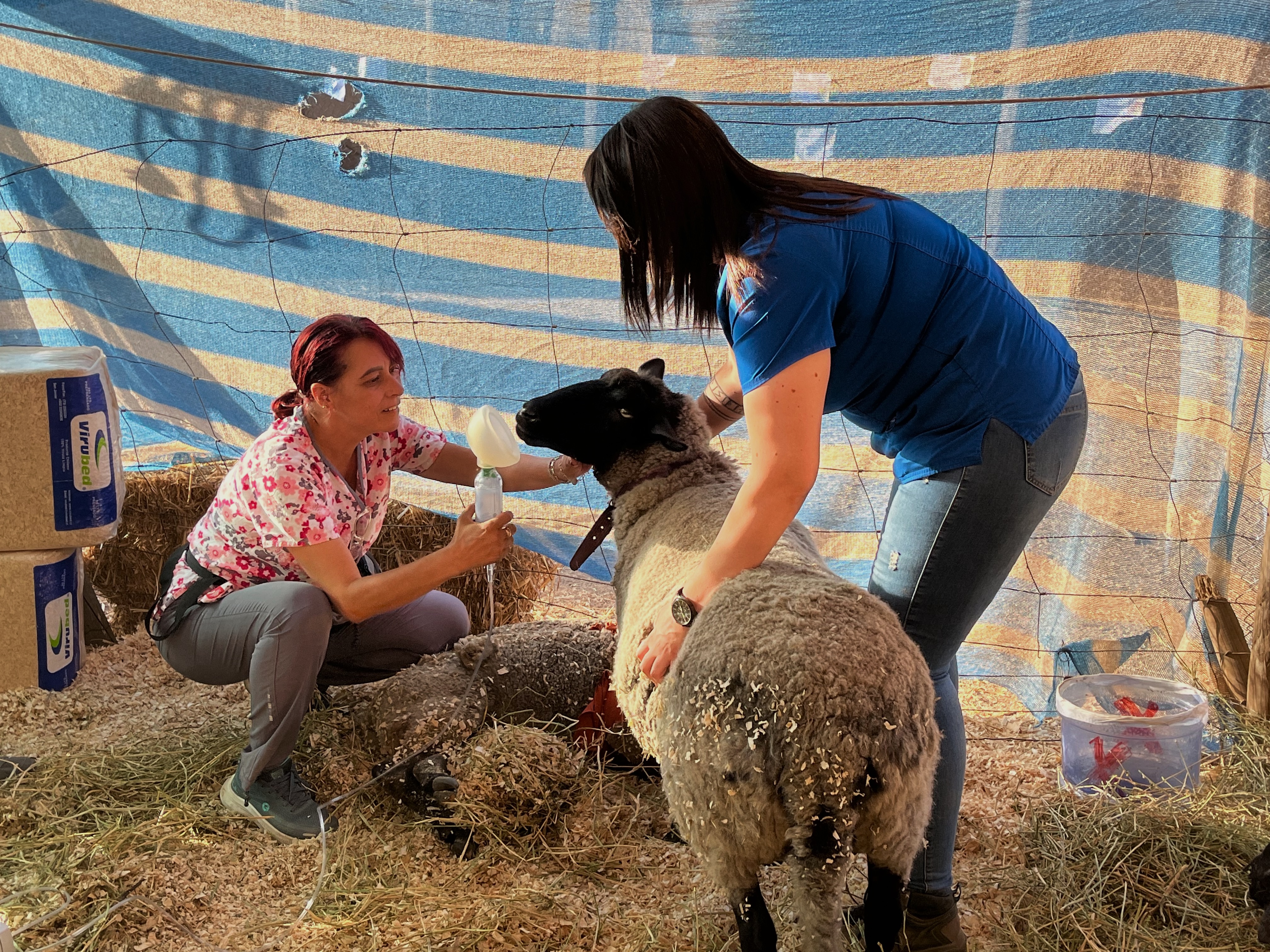 One person steadies a sheep while another prepares to put a medical mask on its snout.