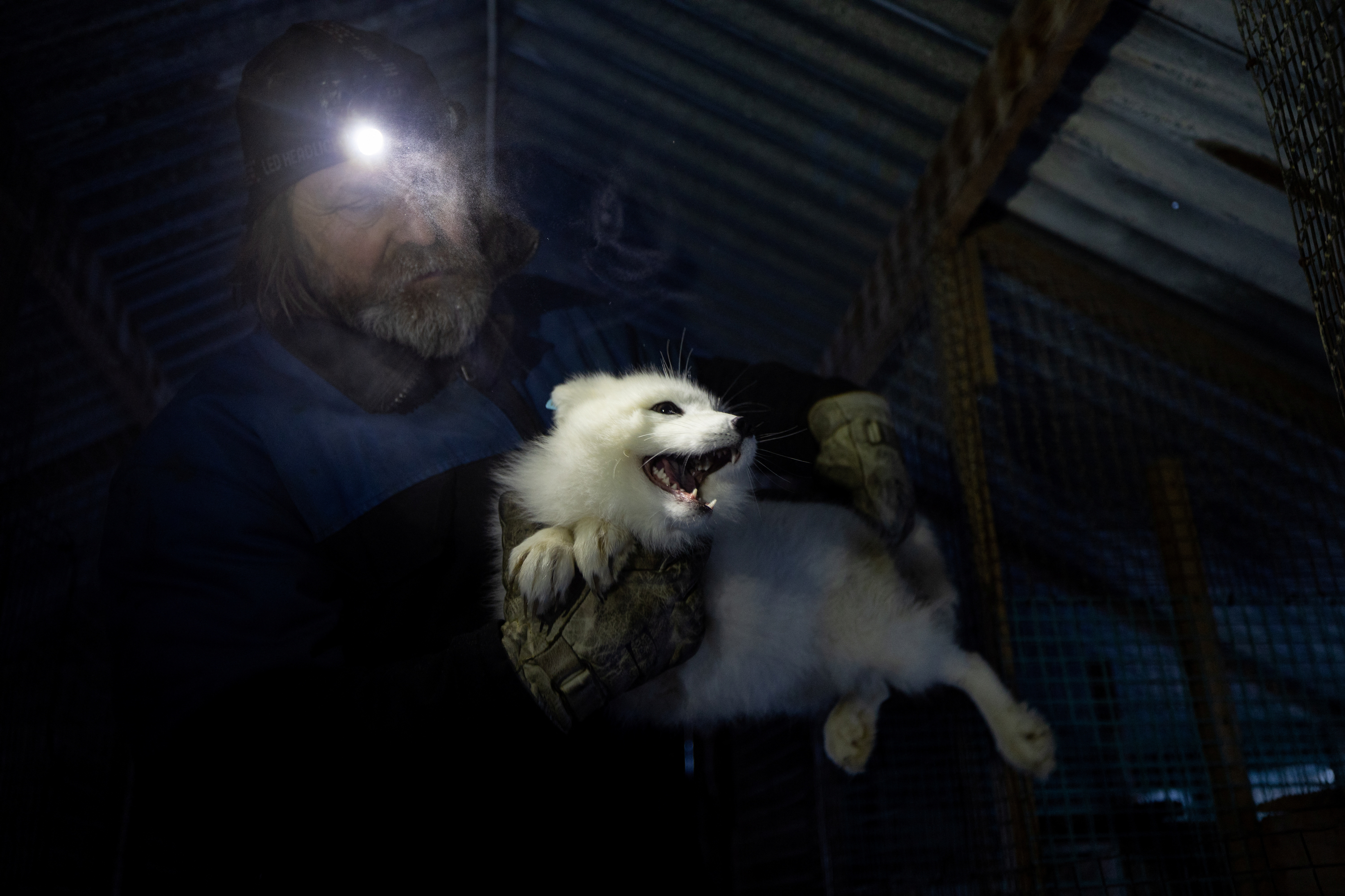 Toralf Mjoen lifts a white Arctic fox into a wooden transport box for its approximately 500 kilometres trip south where it will be released into the wild in Oppdal, Norway February 7