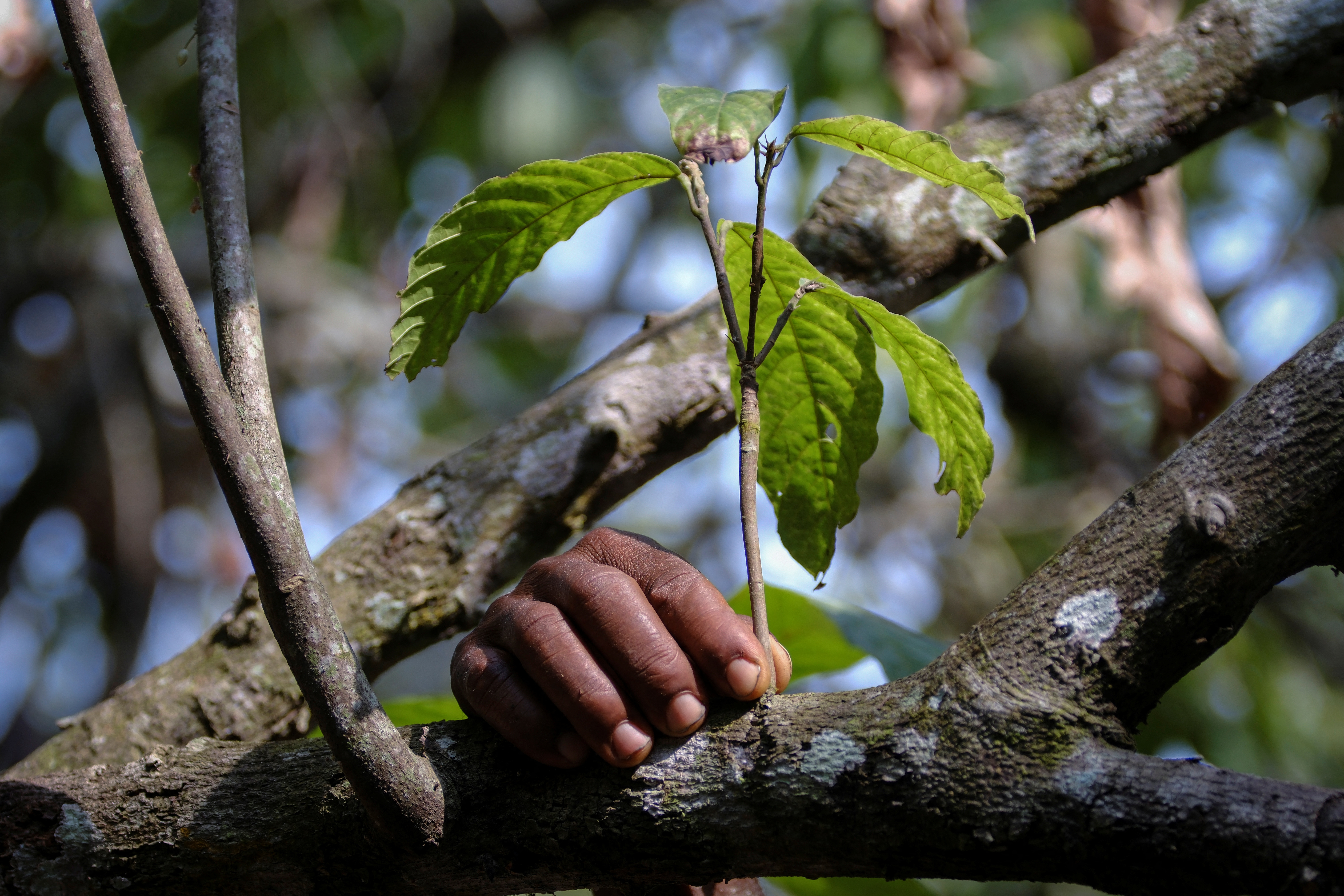 A field worker from the Cocoa Health and Extension Division (CHED) identifies cocoa trees affected by swollen shoot disease on a farm in the Osino community in the Eastern Region, Ghana, February 27