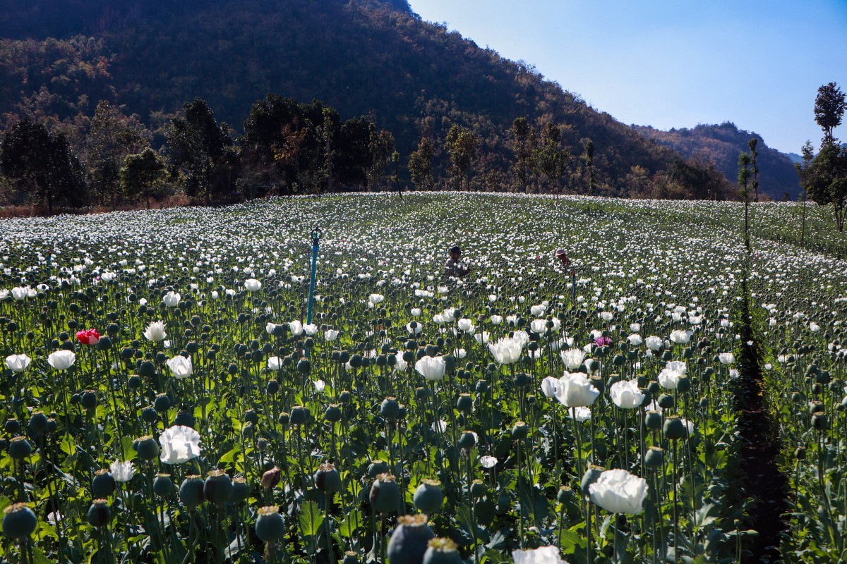 People working in the illegal poppy fields