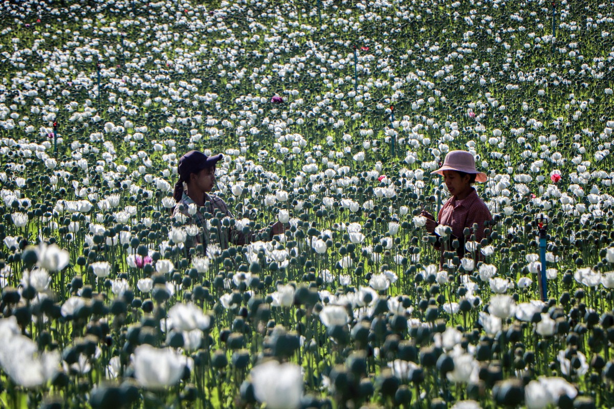 People working in the illegal poppy fields
