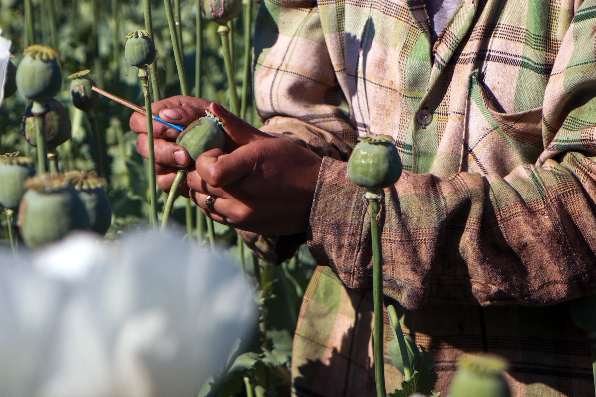 People working in the illegal poppy fields