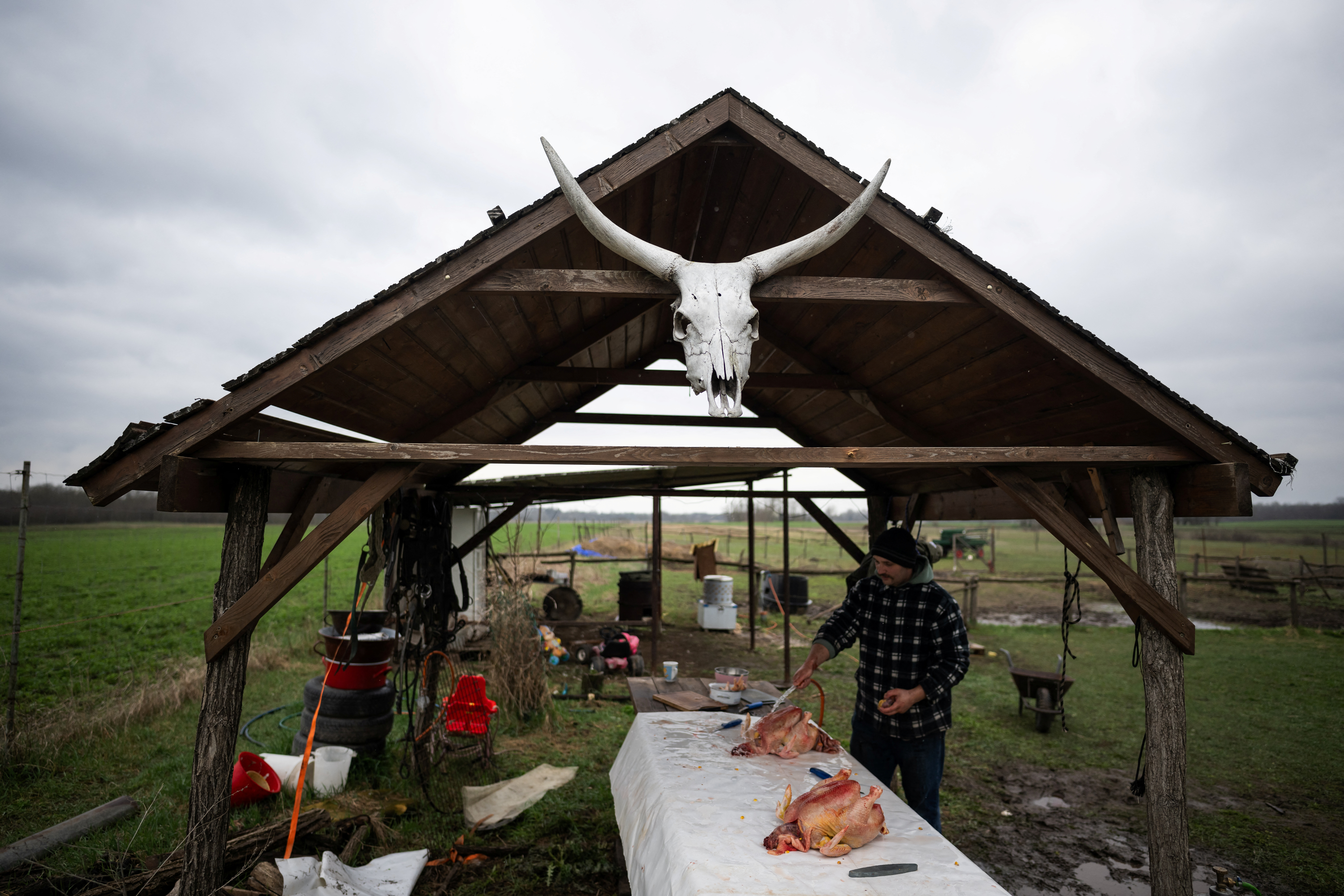 Laszlo Kemencei, 28, prepares slaughtered chickens, on his farm near Ladanybene, Hungary, March 7