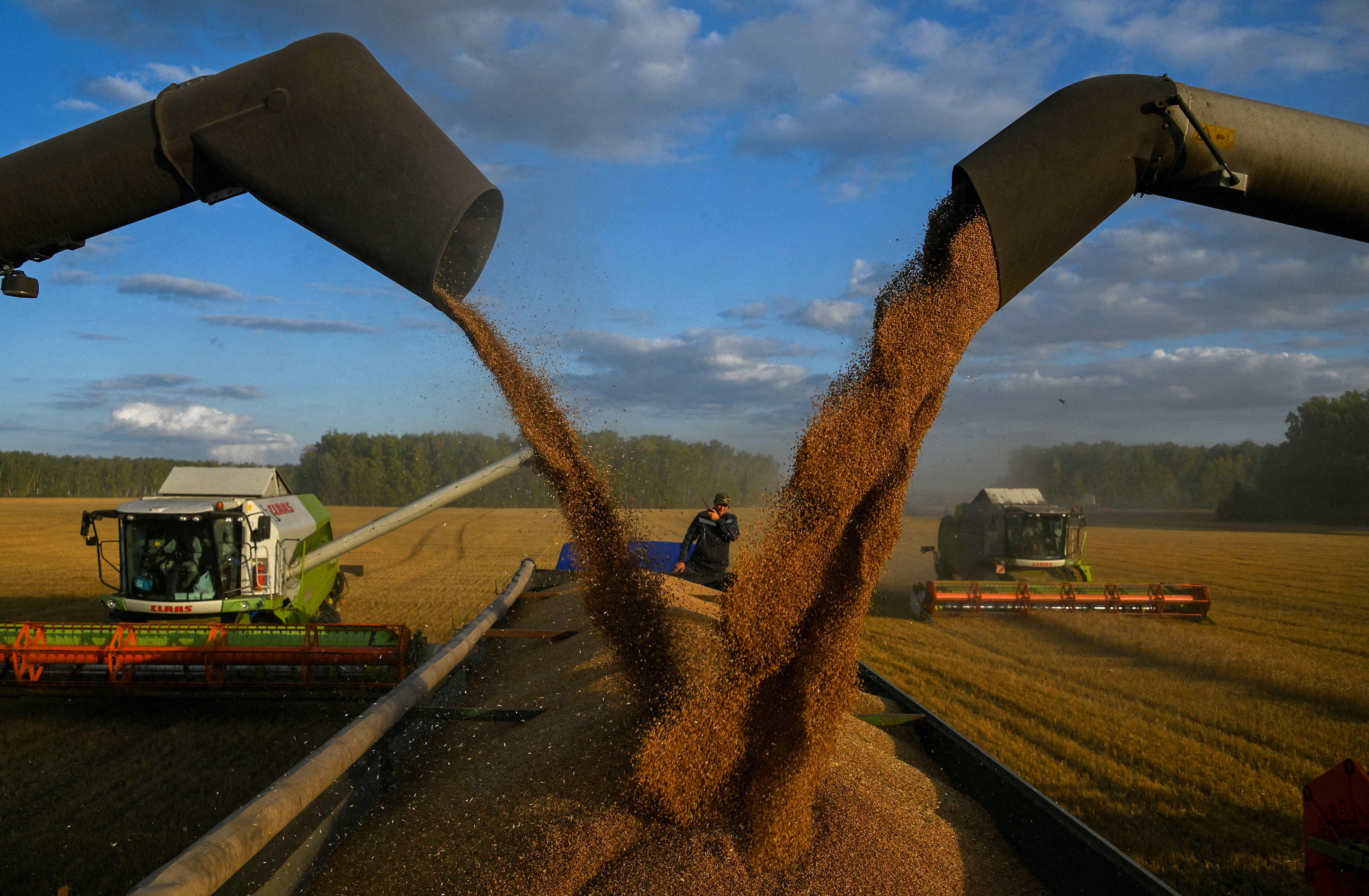 Combines load wheat into a truck during harvest in a field of a local agricultural enterprise in the Cherlaksky district of the Omsk region, Russia