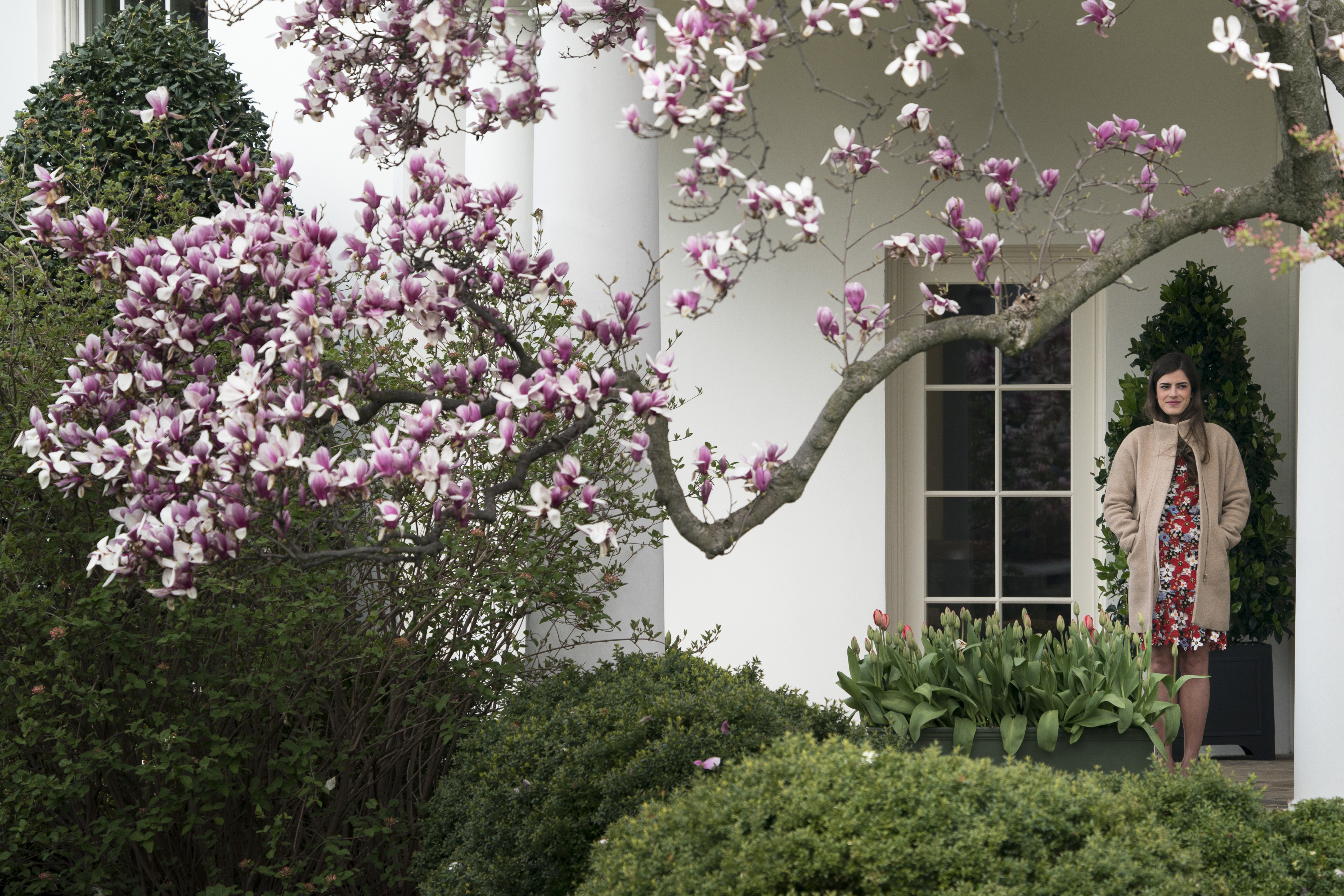 Madeleine Westerhout stands outside the White House, under the branch of a blooming cherry blossom tree.