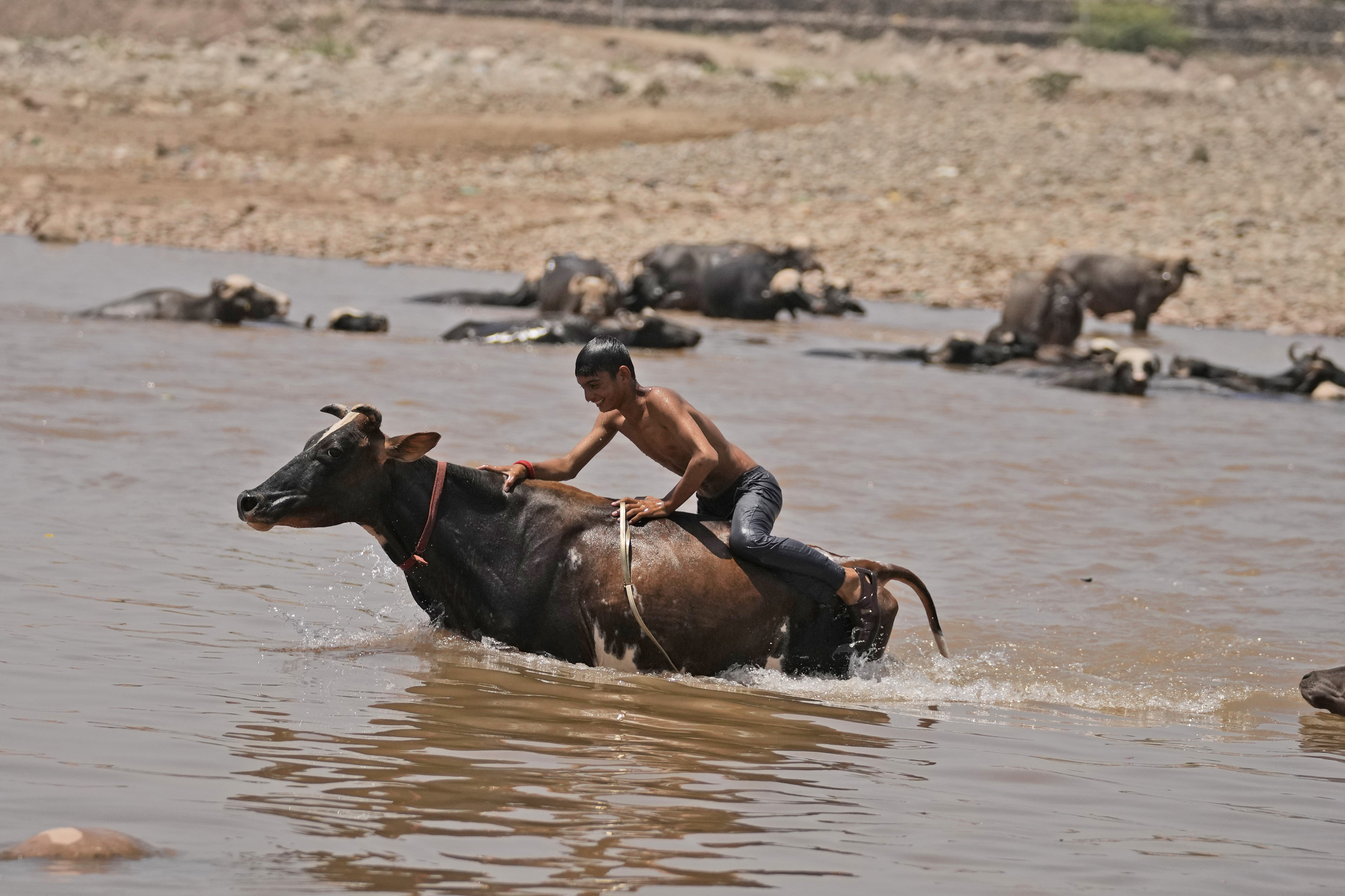 A man bathes his cattle in the River Tawi